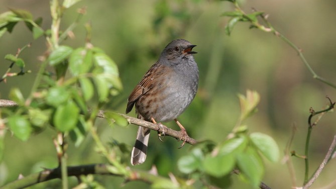 02-May London’s Dawn Chorus Section Image