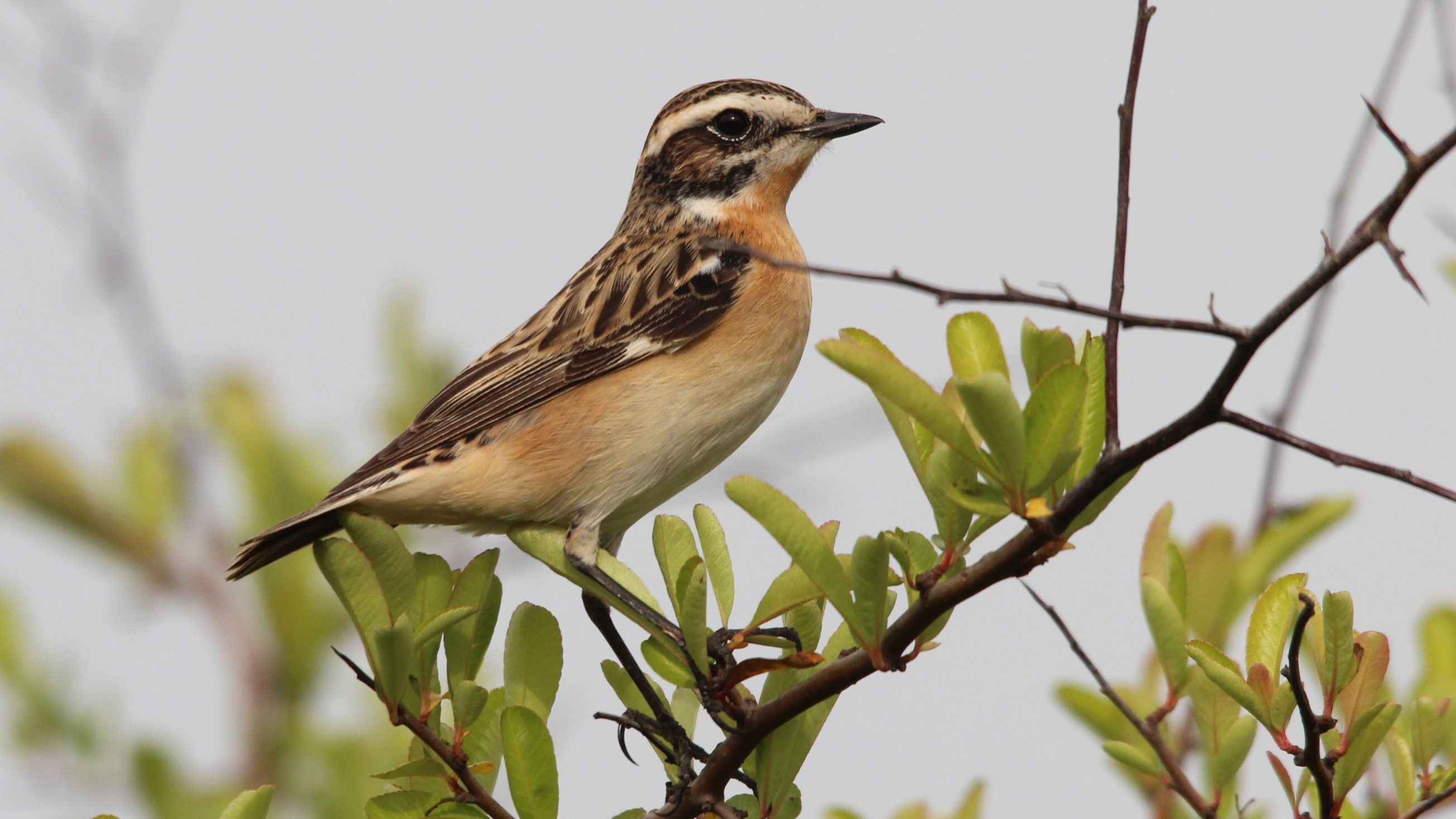 04-May Nightjars & Heathland Harmonies Section Image