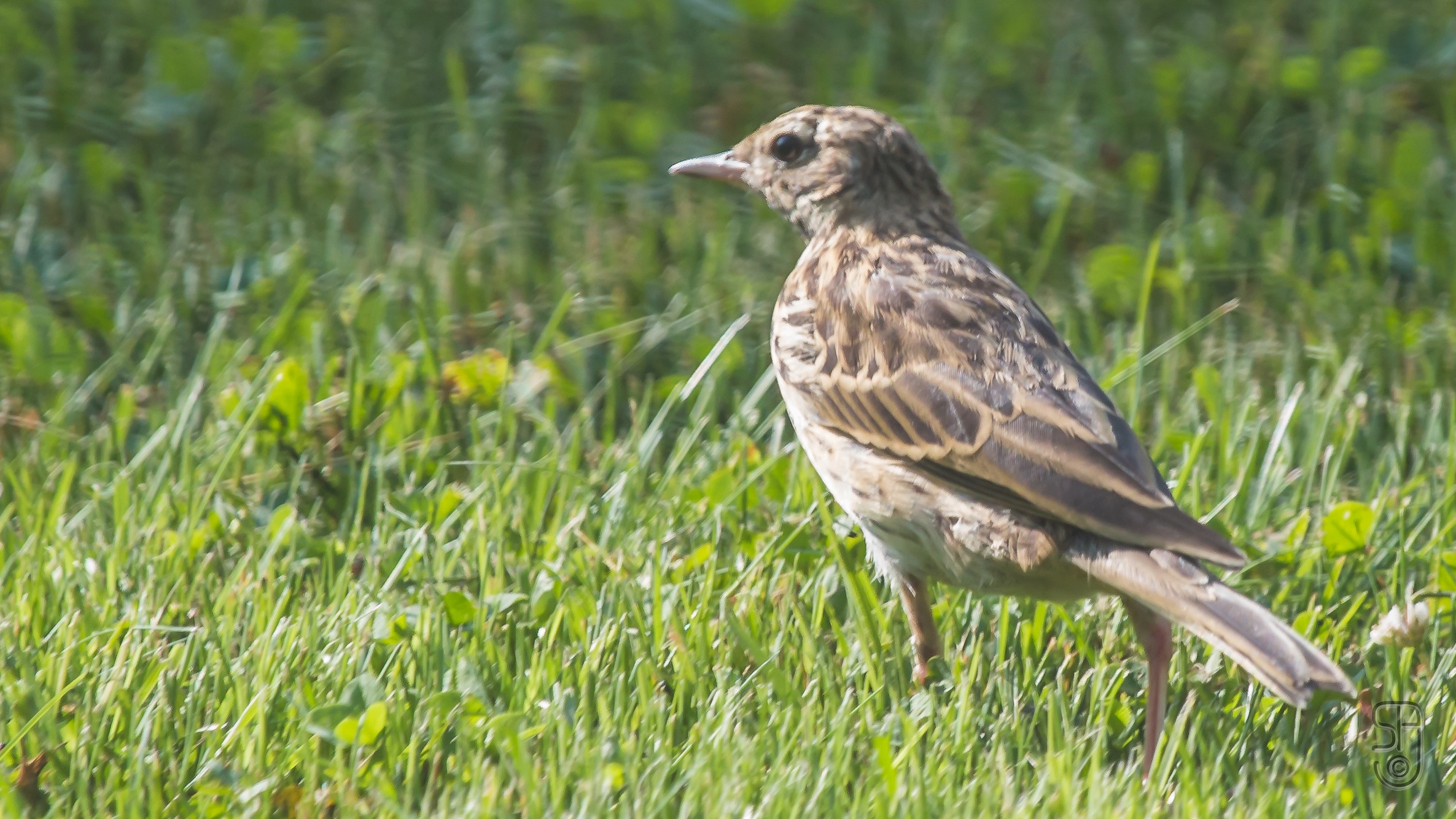 04-May Nightjars & Heathland Harmonies Section Image