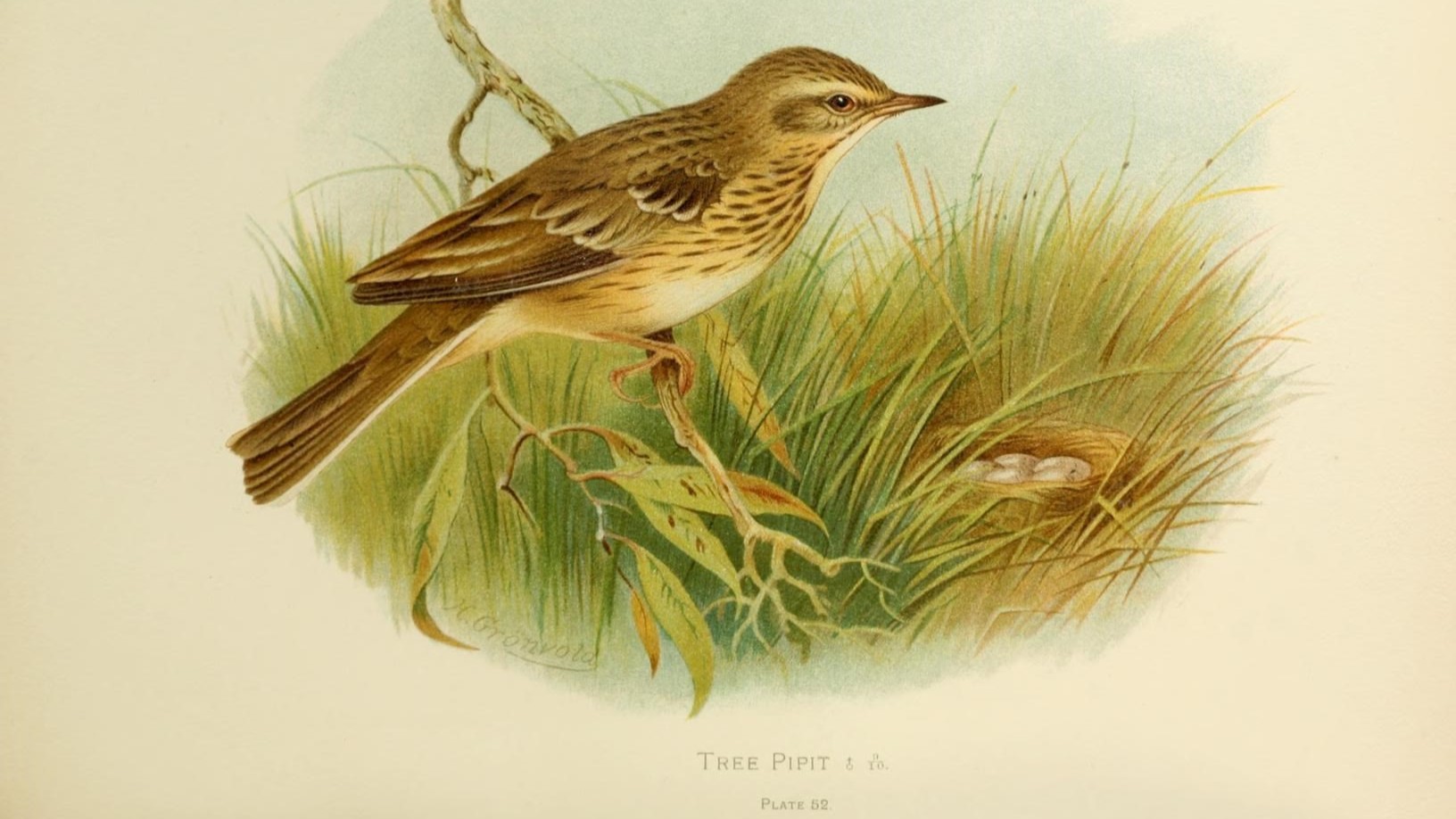 04-May Nightjars & Heathland Harmonies Section Image