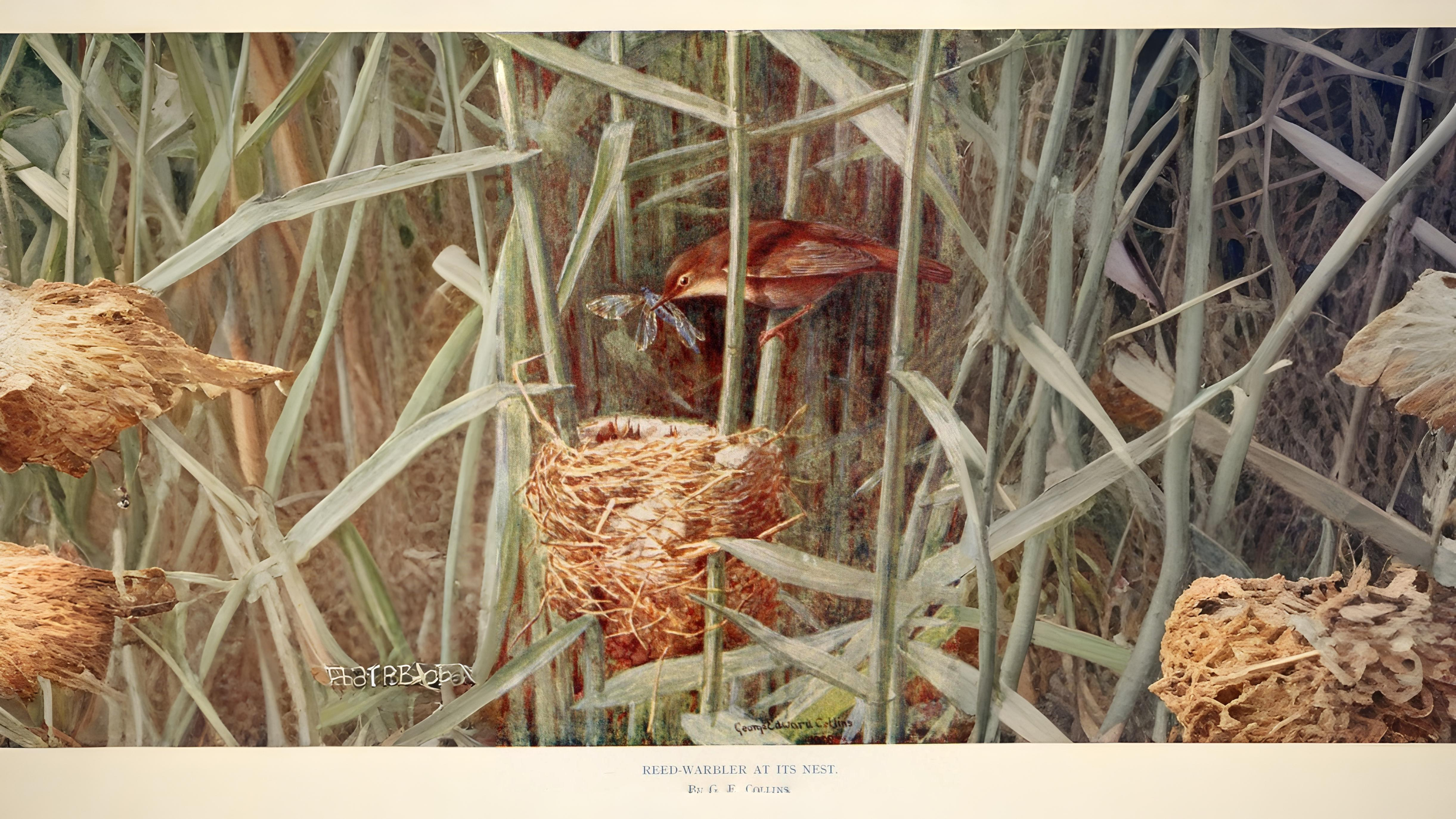 05-May London’s Hidden Nests Section Image