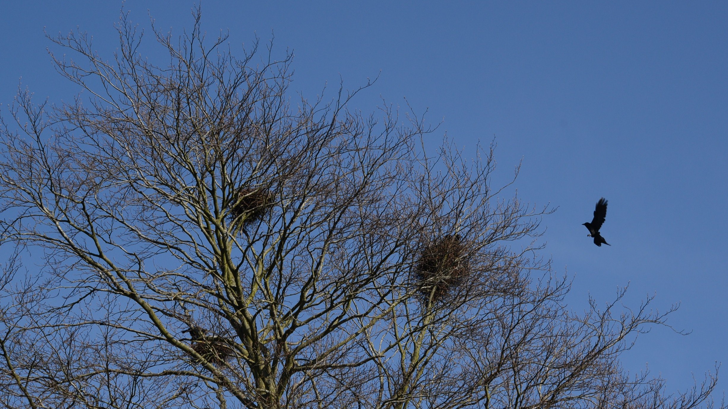 05-May London’s Hidden Nests Section Image