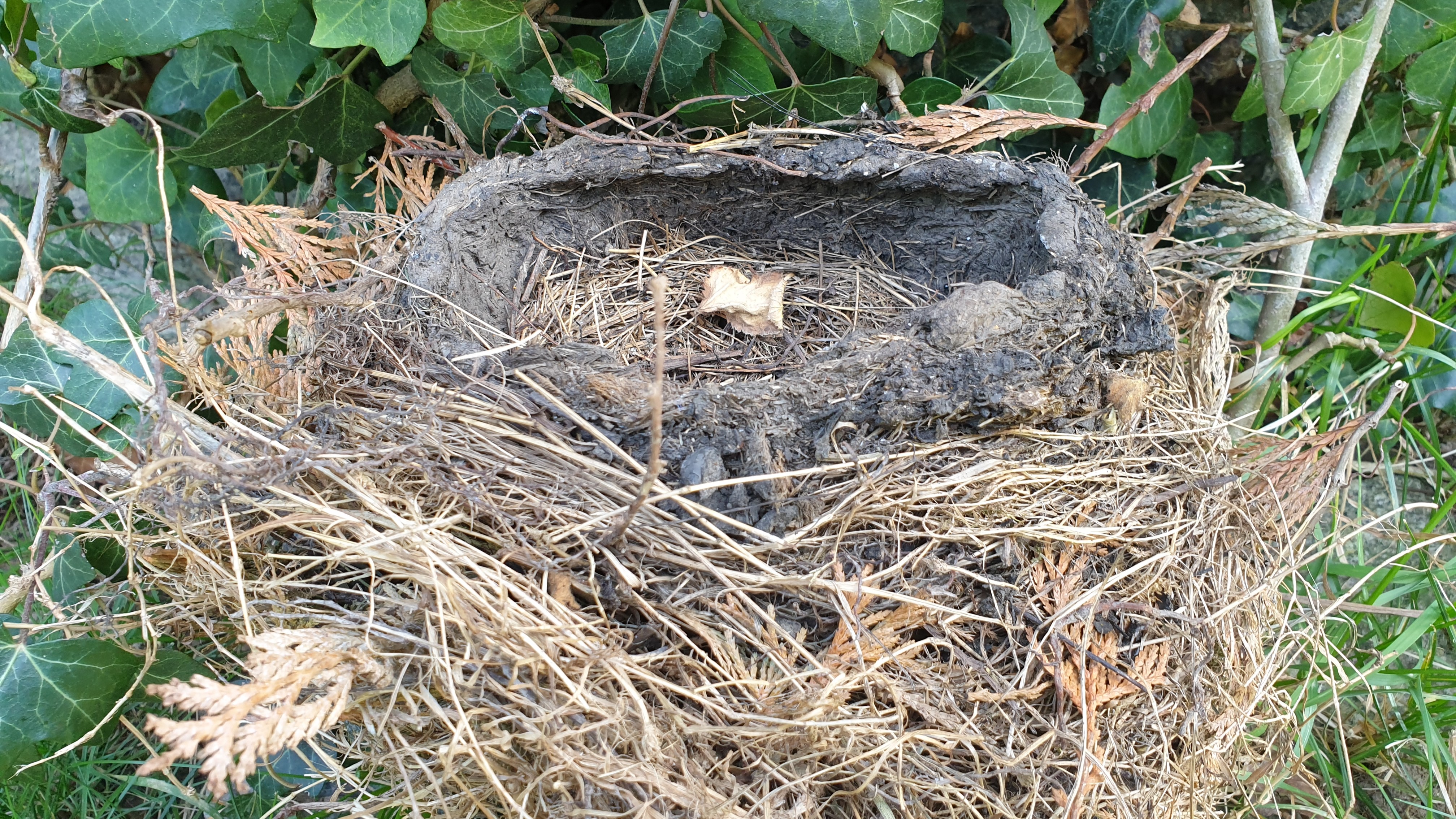 05-May London’s Hidden Nests Section Image