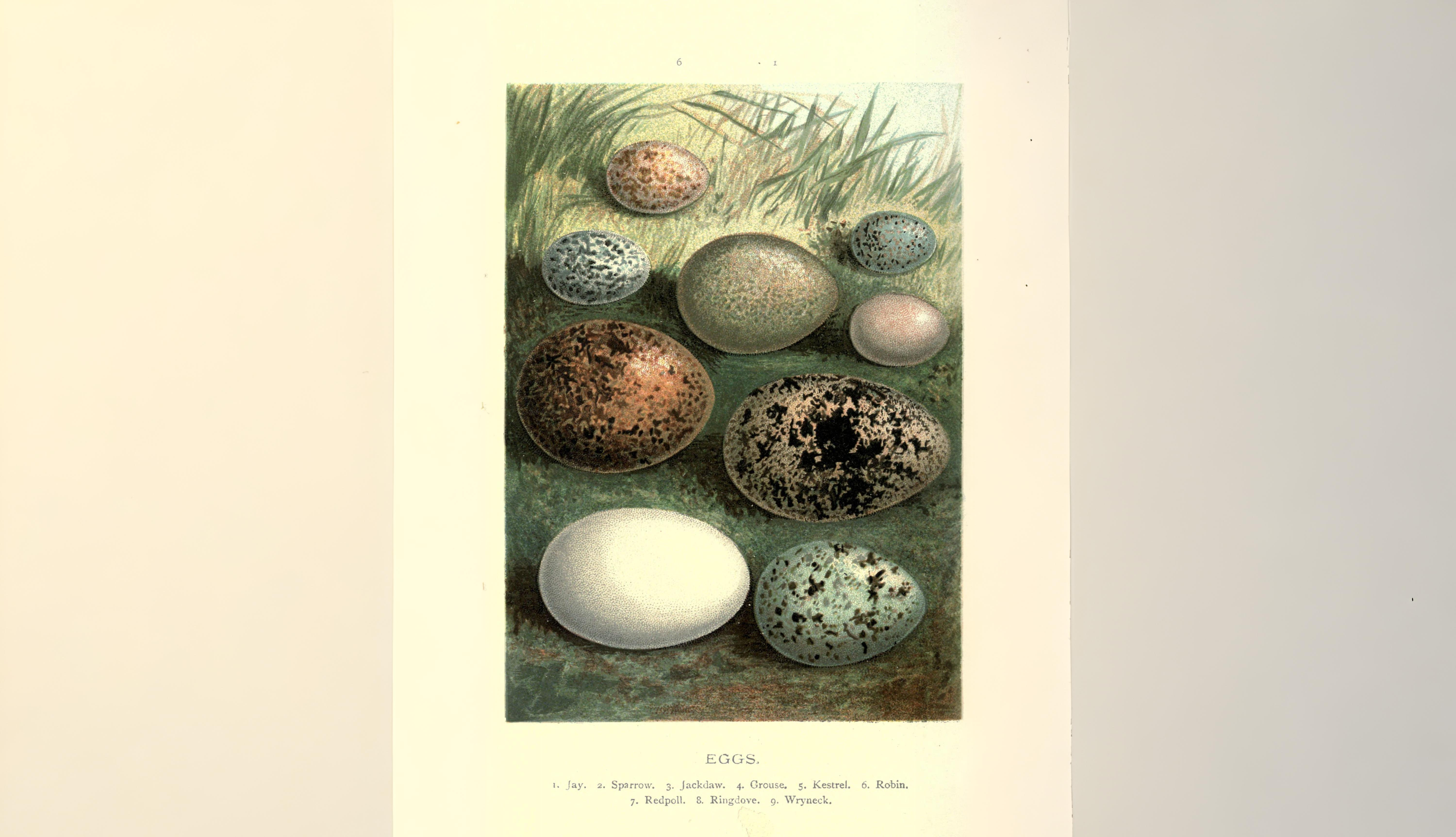 06-May Eggs, Fledglings & Spring’s Burst of Colour Section Image