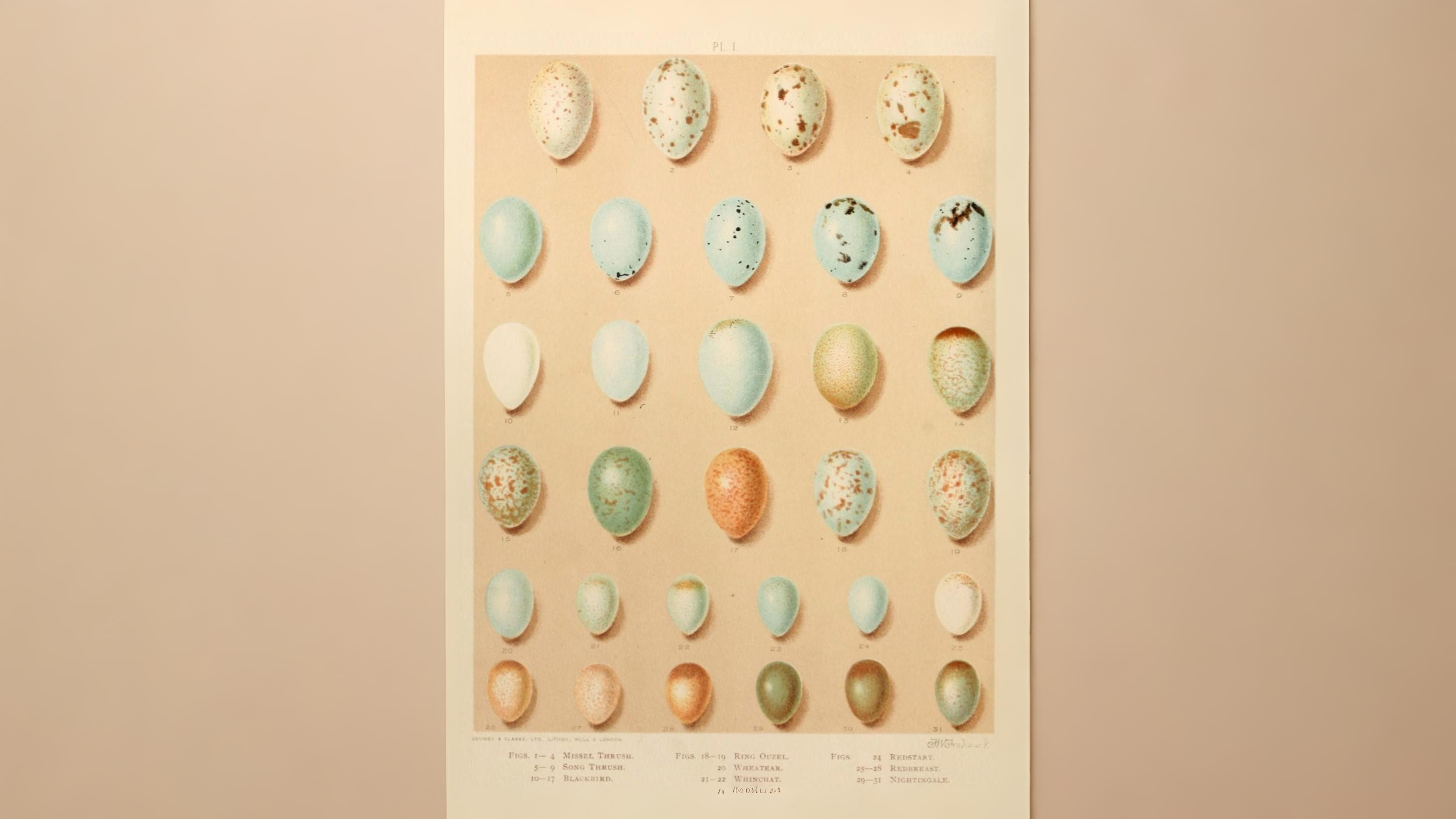 06-May Eggs, Fledglings & Spring’s Burst of Colour Section Image