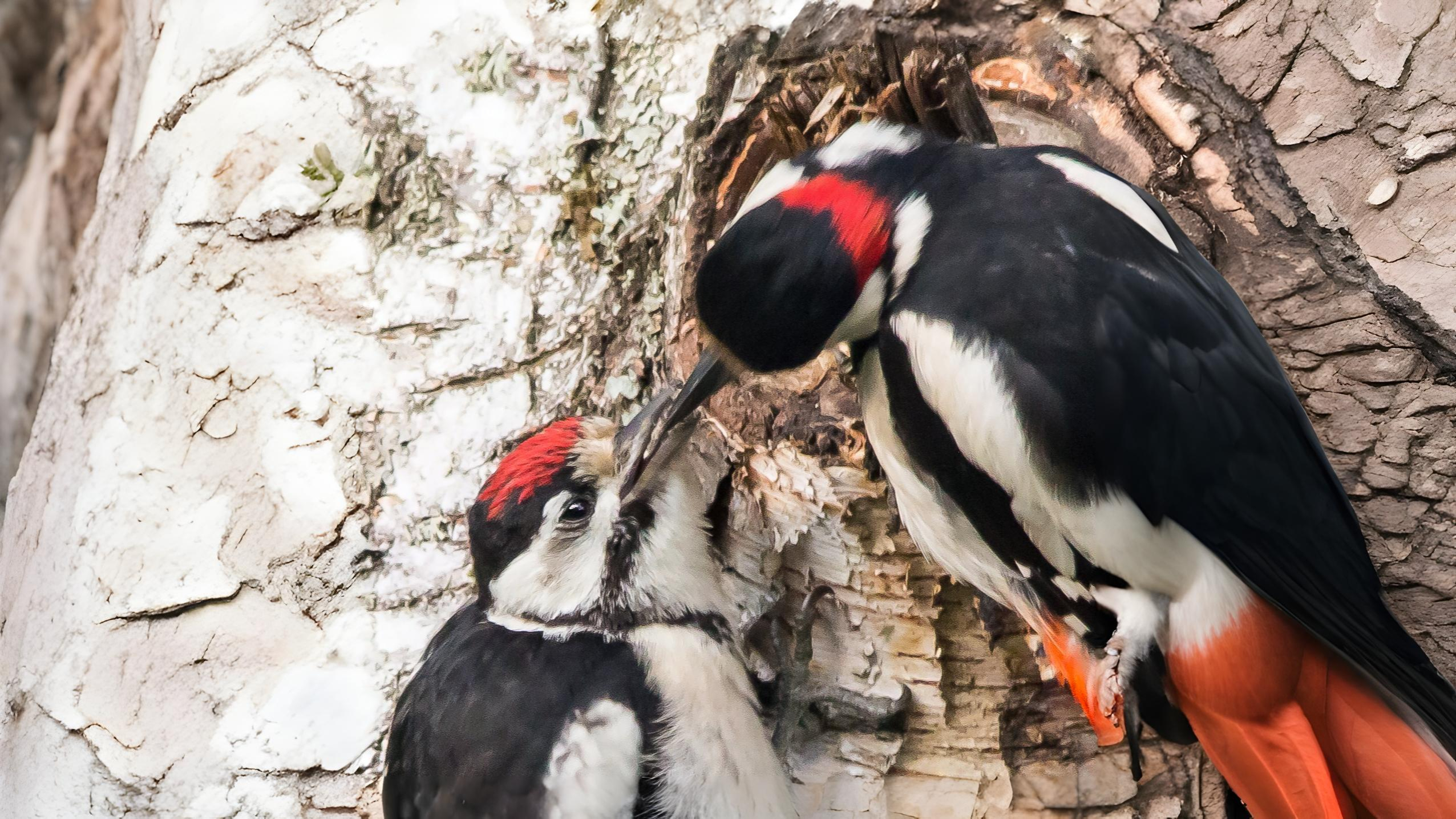 06-May Eggs, Fledglings & Spring’s Burst of Colour Section Image