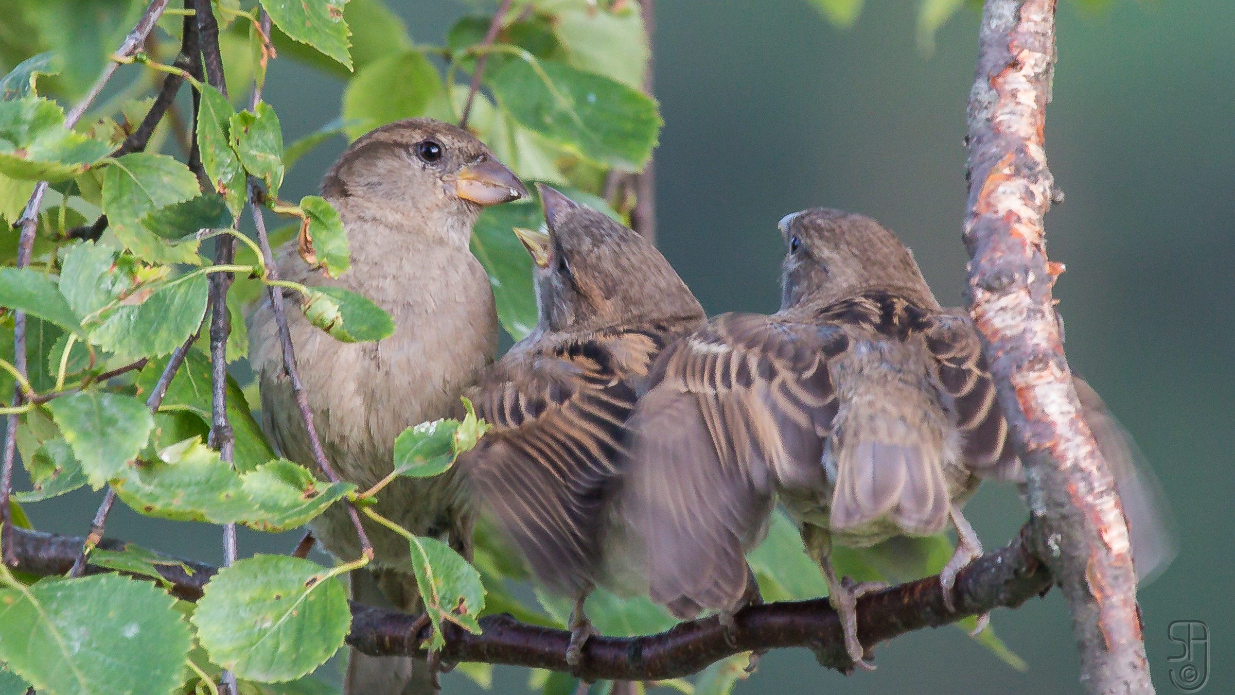 06-May Eggs, Fledglings & Spring’s Burst of Colour Section Image