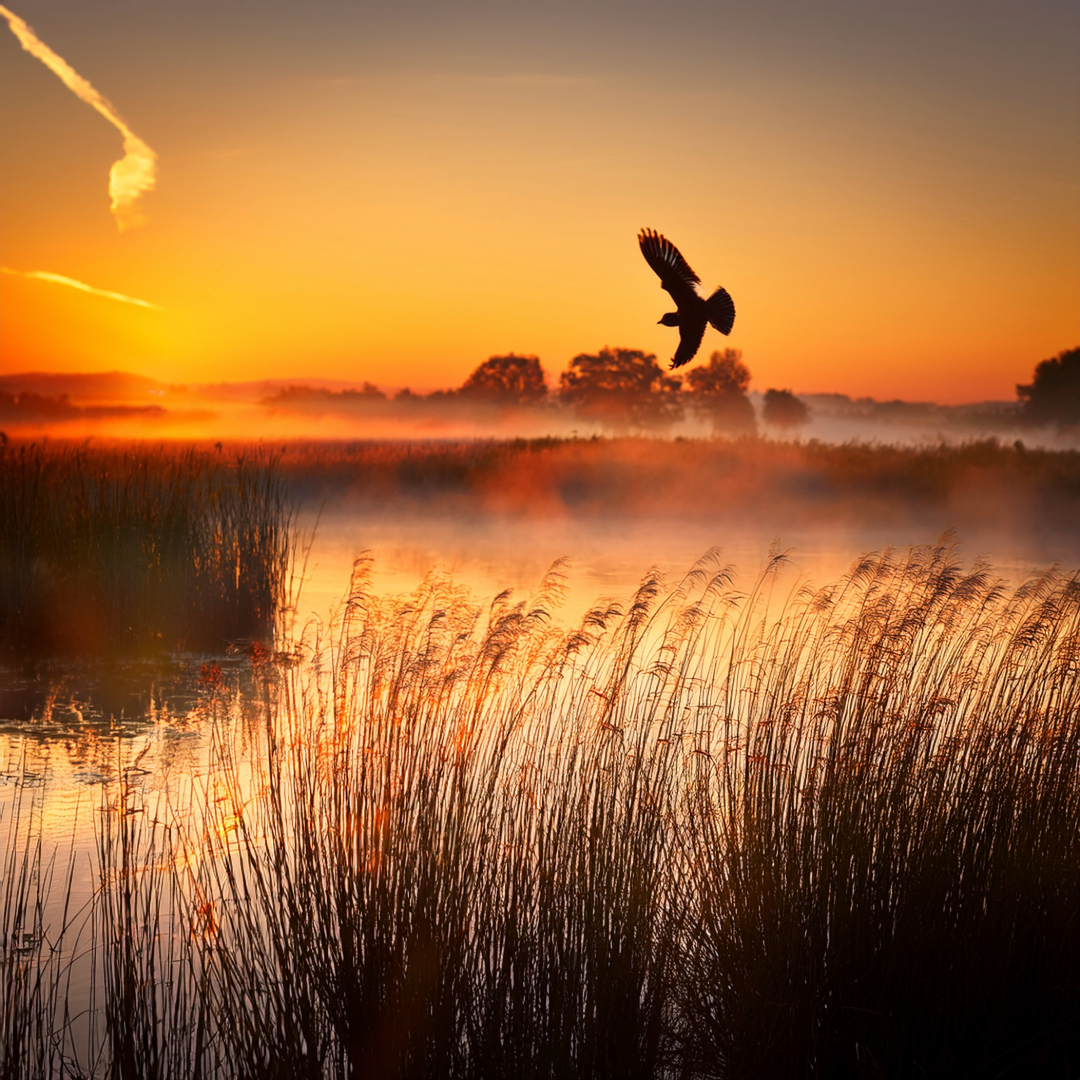 07-May Migrants, Nightingales & London’s Sky Highway