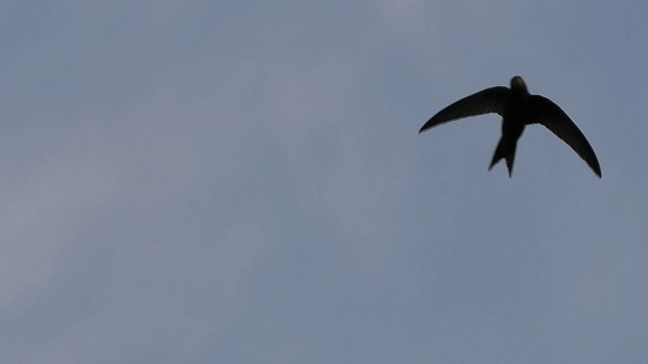 07-May Migrants, Nightingales & London’s Sky Highway Section Image
