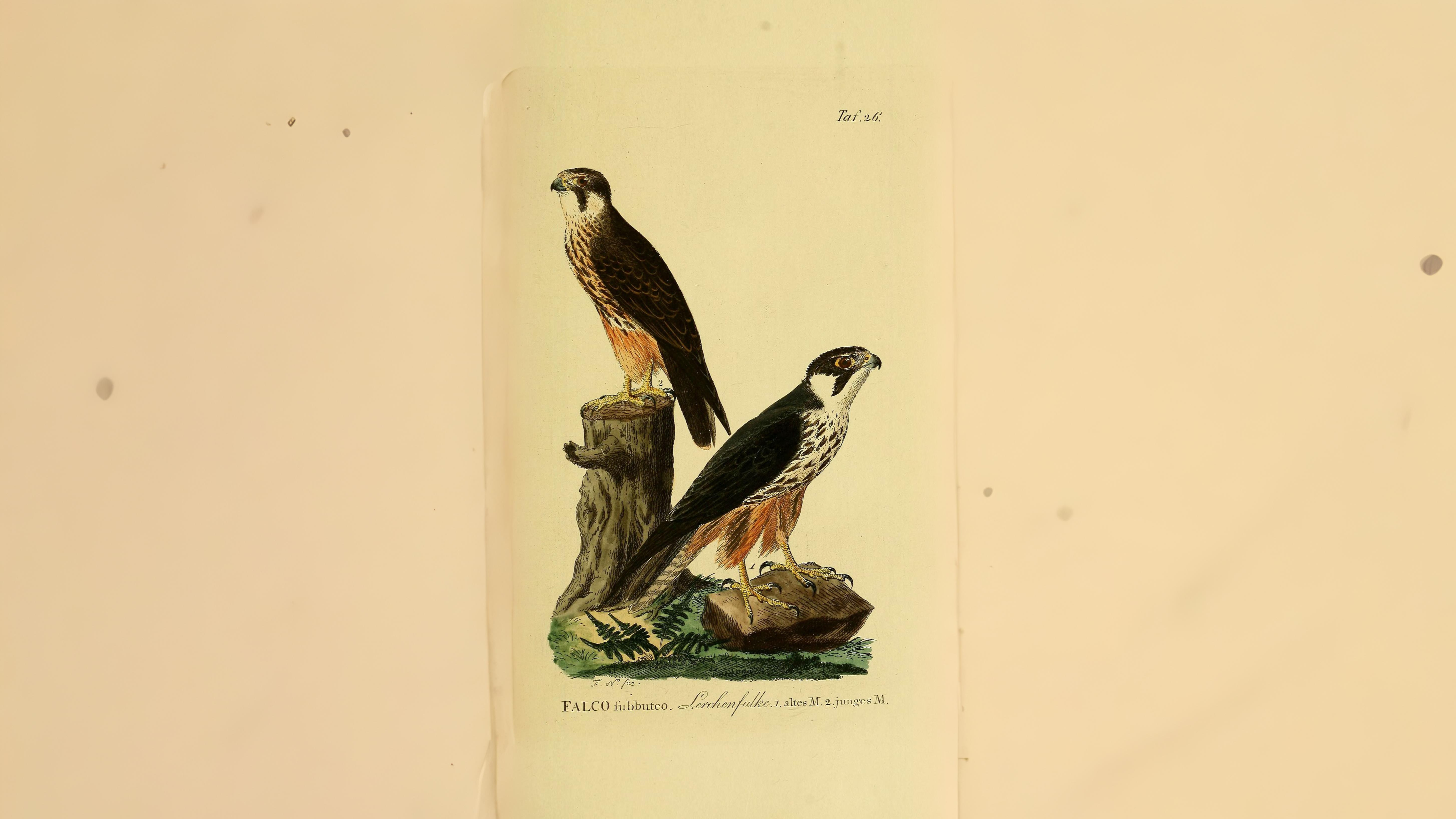 07-May Migrants, Nightingales & London’s Sky Highway Section Image
