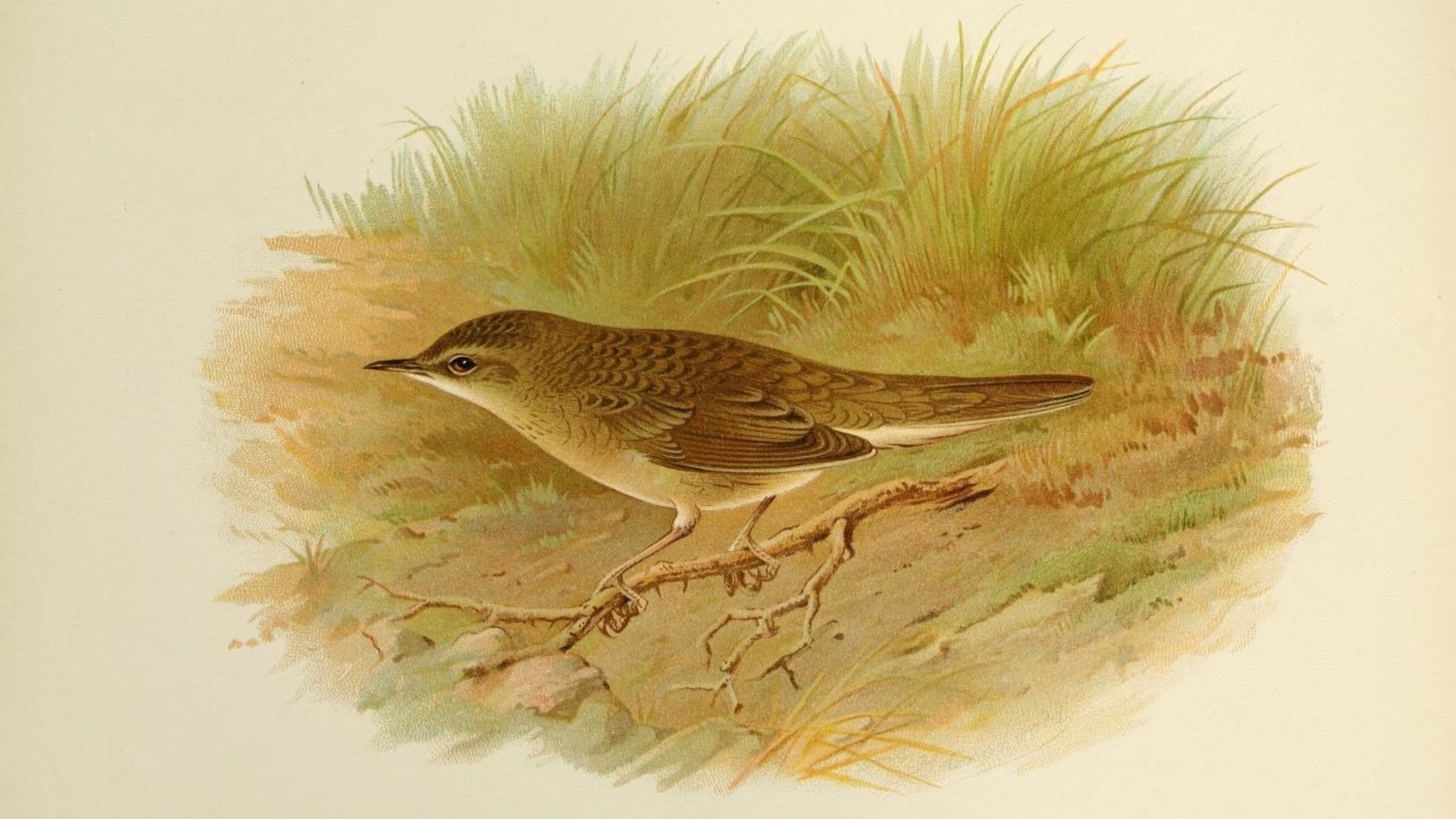 07-May Migrants, Nightingales & London’s Sky Highway Section Image