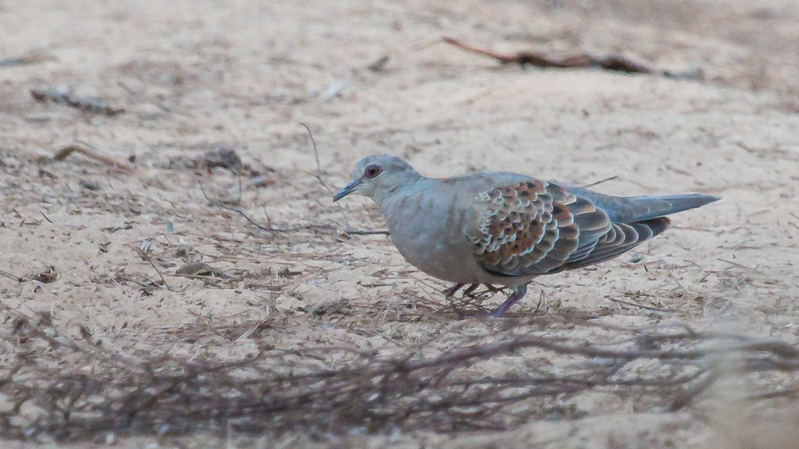 07-May Migrants, Nightingales & London’s Sky Highway Section Image
