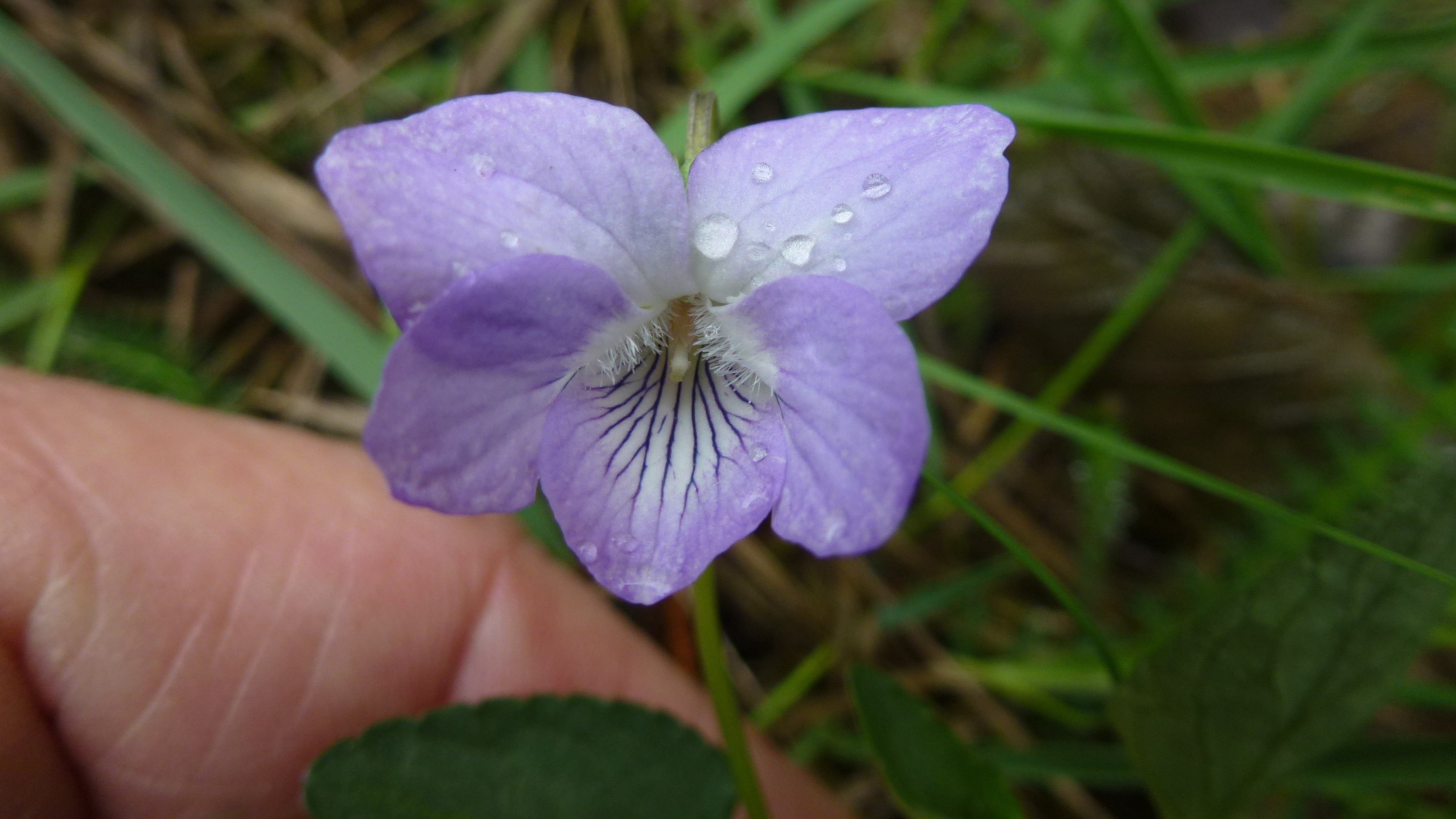 08-May Violet Whispers & Buttercup Tales Section Image