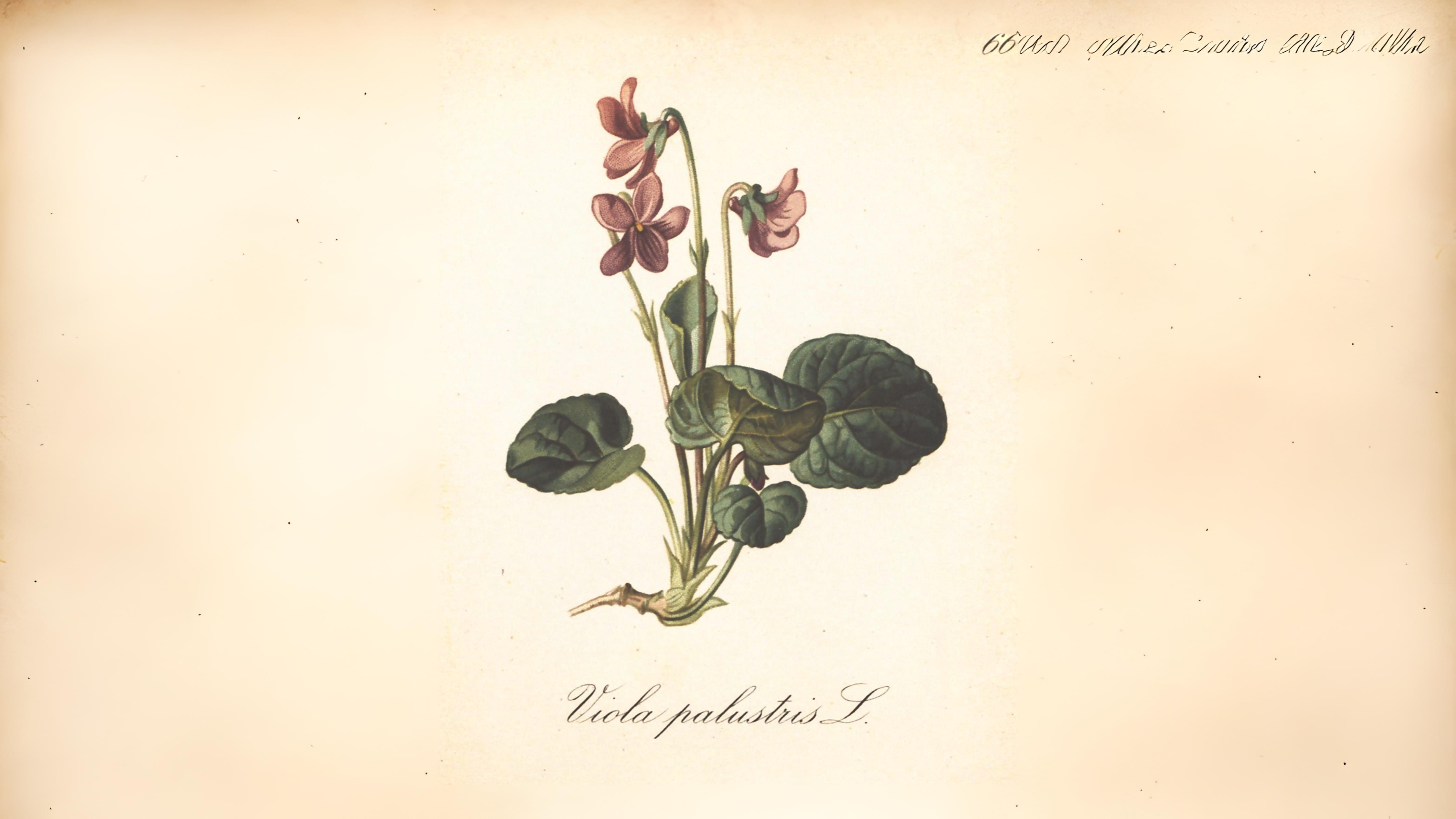 08-May Violet Whispers & Buttercup Tales Section Image