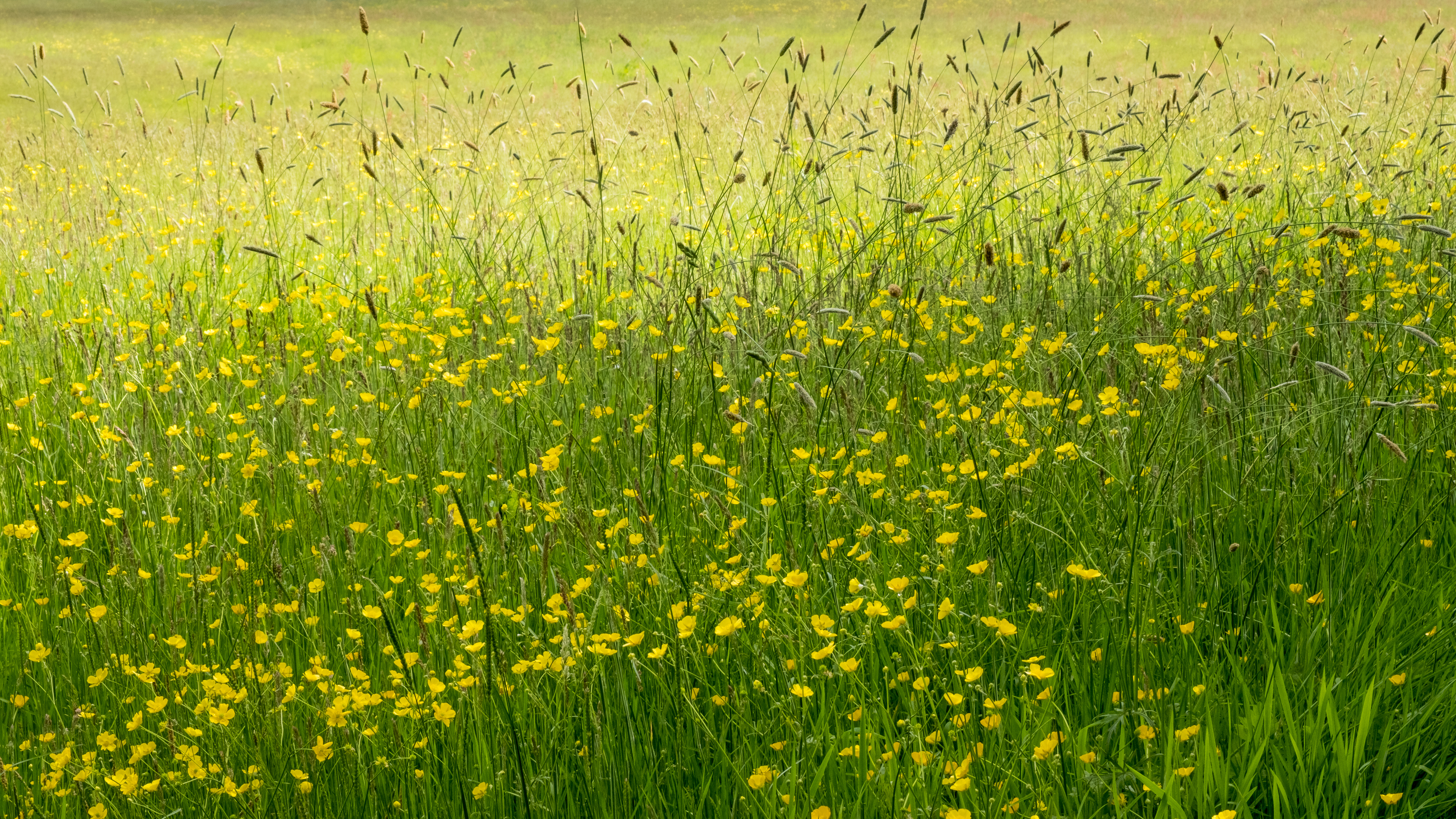 08-May Violet Whispers & Buttercup Tales Section Image