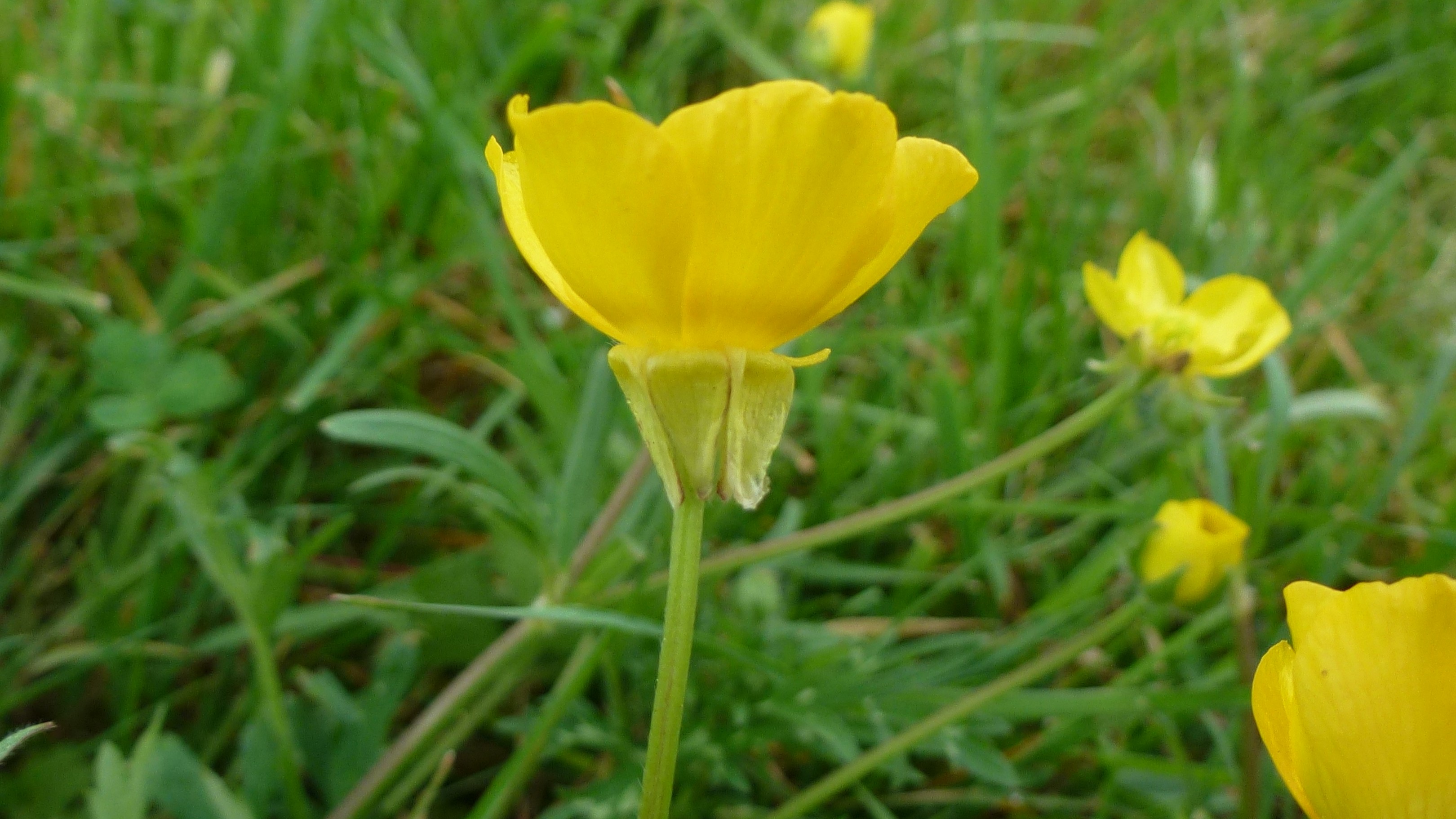 08-May Violet Whispers & Buttercup Tales Section Image