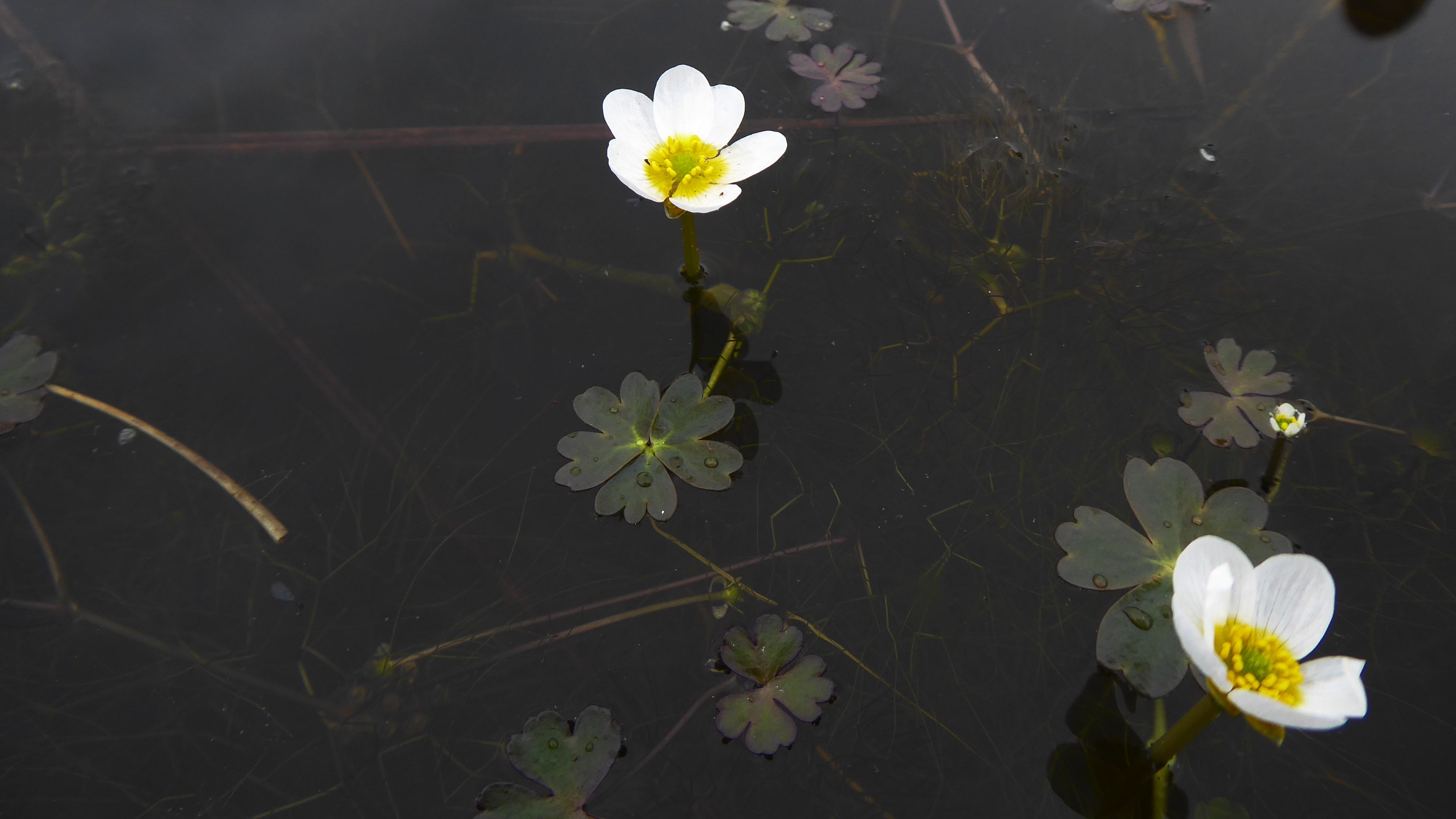 08-May Violet Whispers & Buttercup Tales Section Image