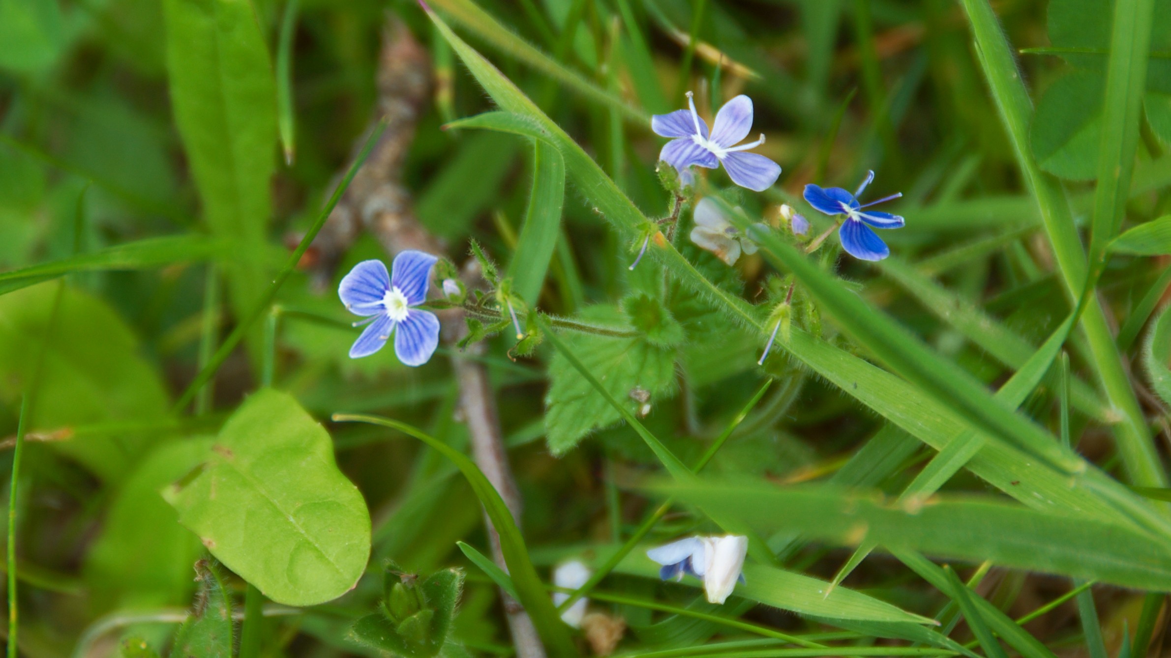 09-May Speedwells & Cranesbills Section Image