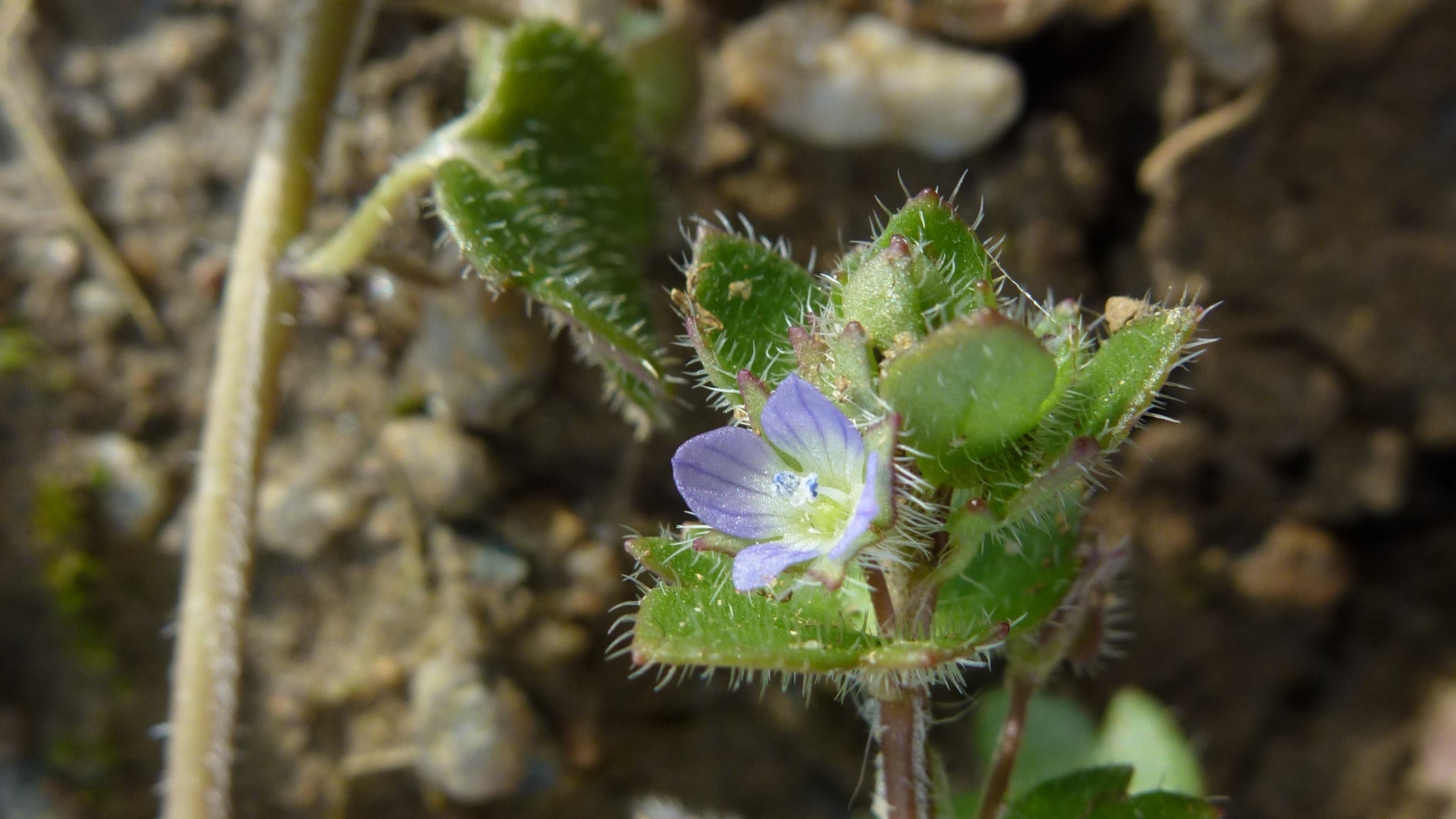 09-May Speedwells & Cranesbills Section Image
