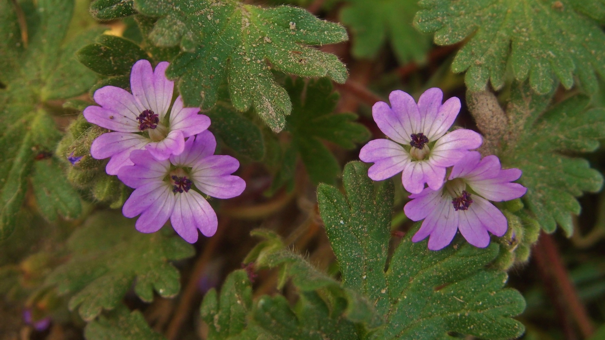 09-May Speedwells & Cranesbills Section Image