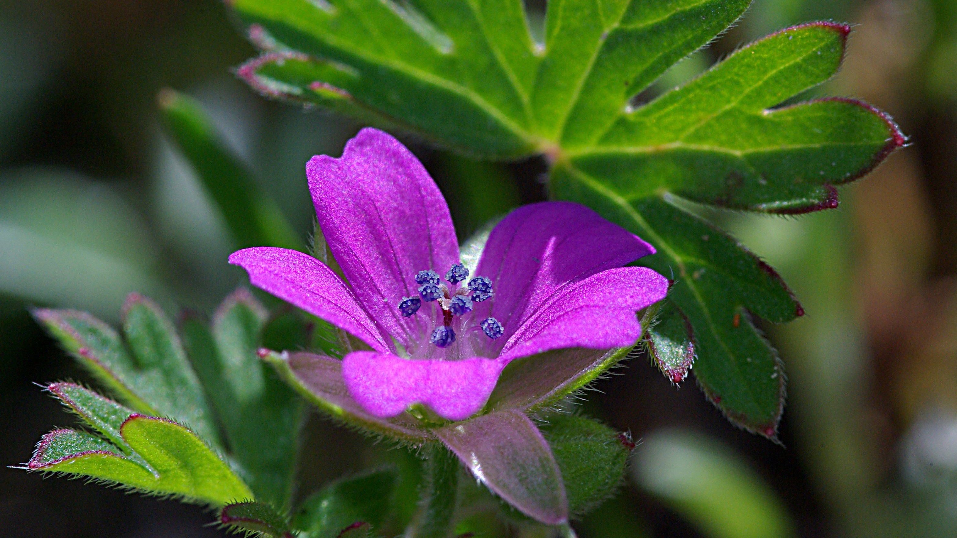 09-May Speedwells & Cranesbills Section Image