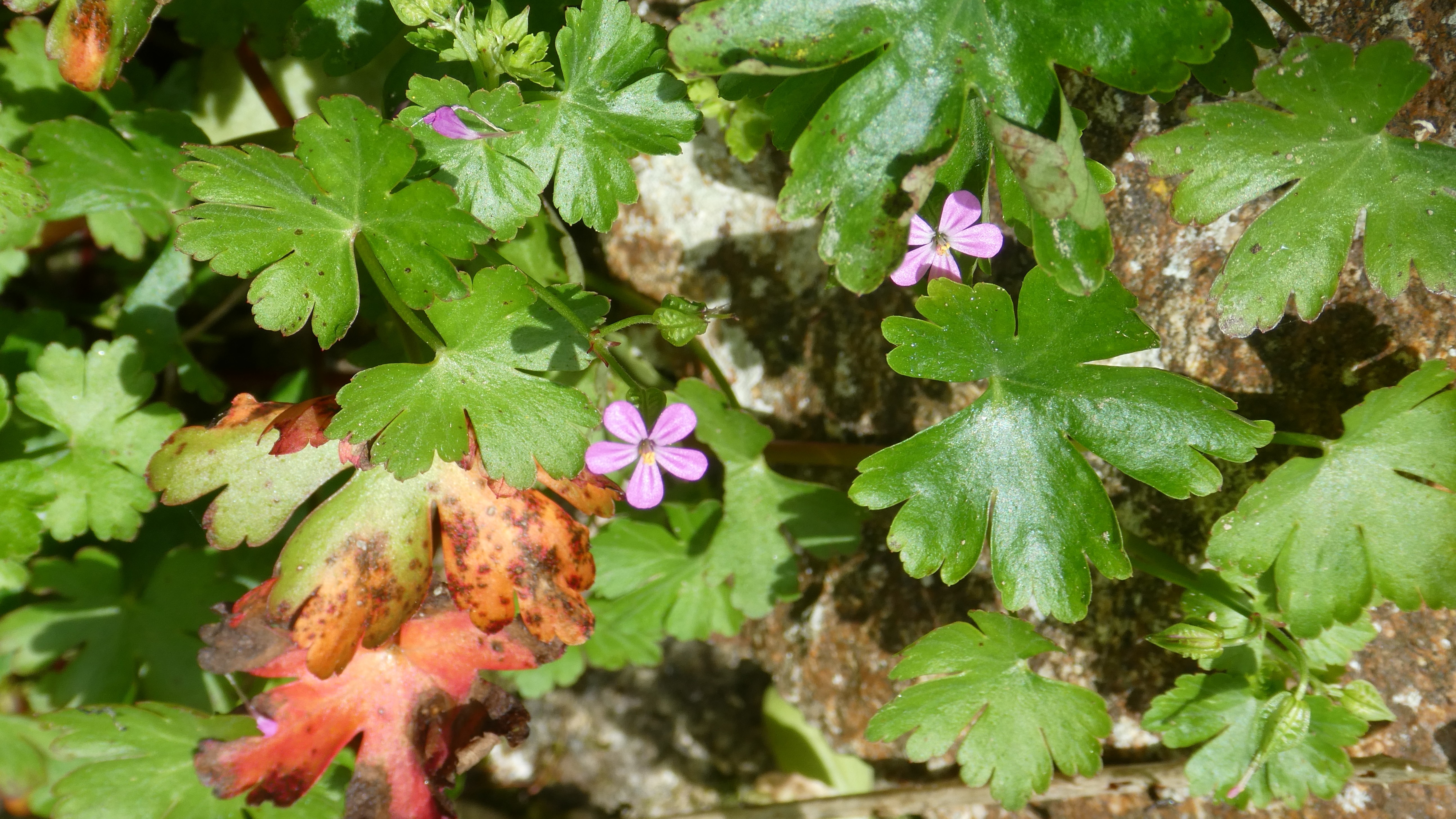 09-May Speedwells & Cranesbills Section Image