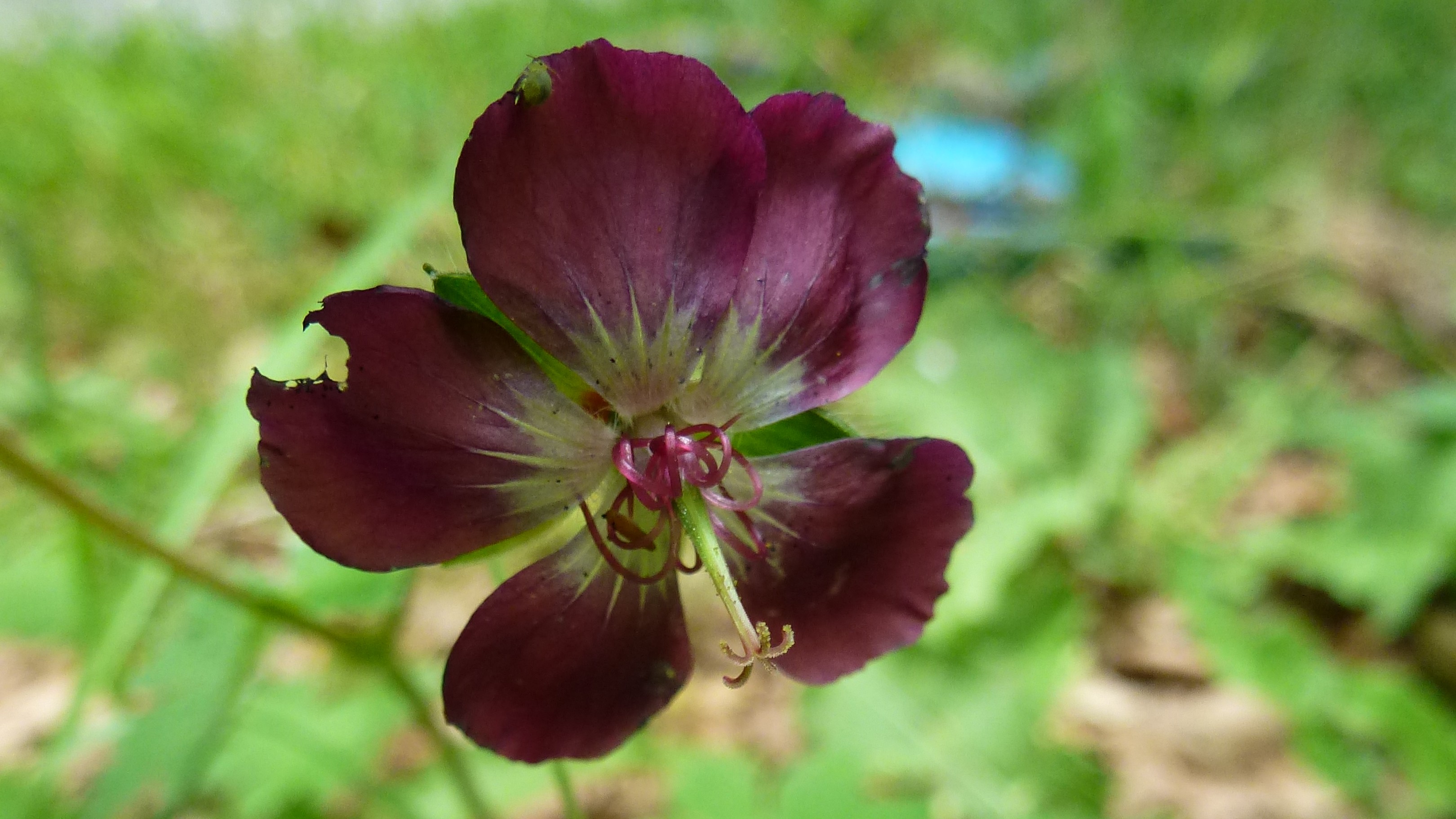 09-May Speedwells & Cranesbills Section Image