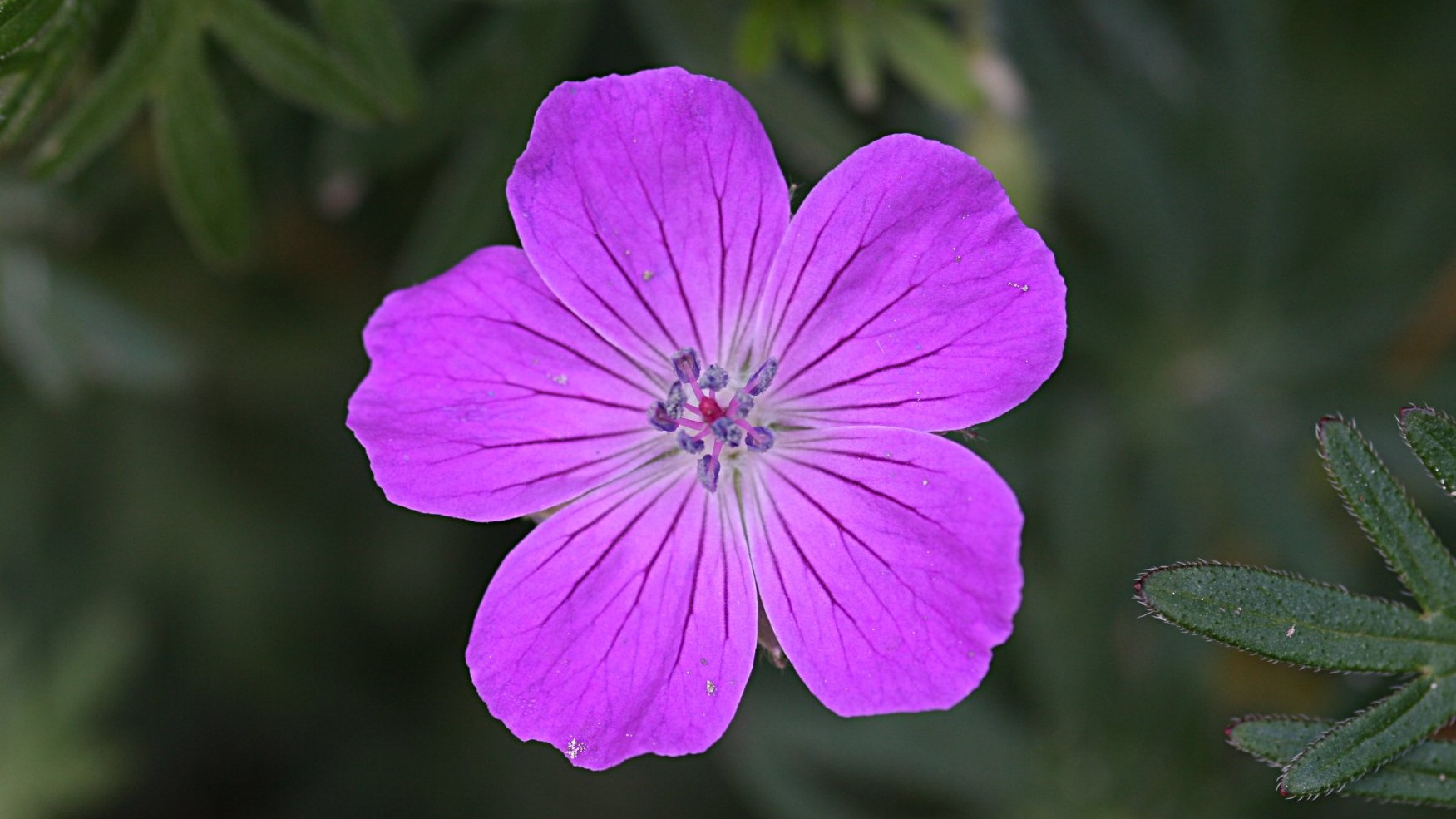09-May Speedwells & Cranesbills Section Image