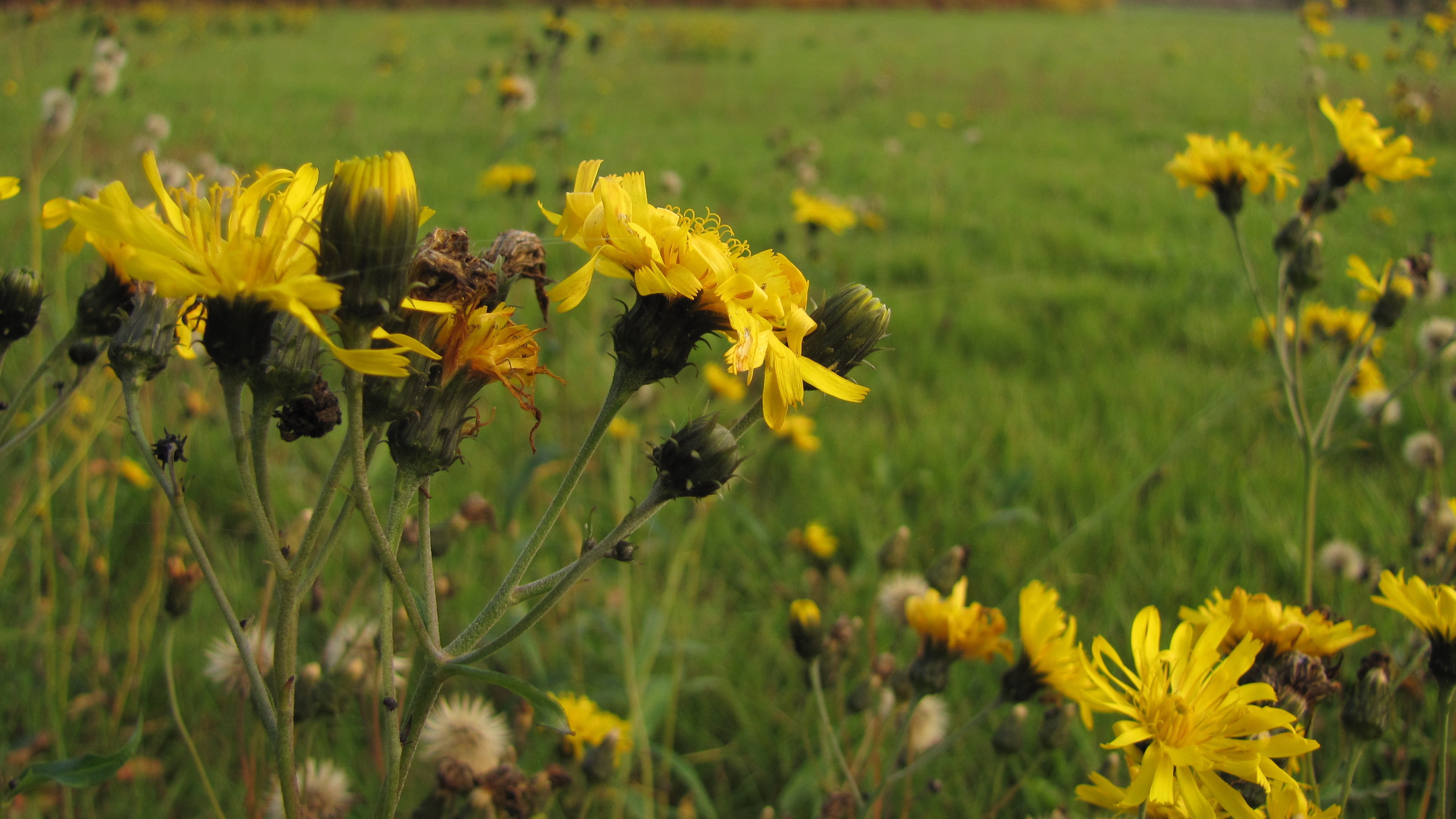 10-Apr Hemlock Horrors & Daisy Deceits: London's Toxic Blooms Section Image