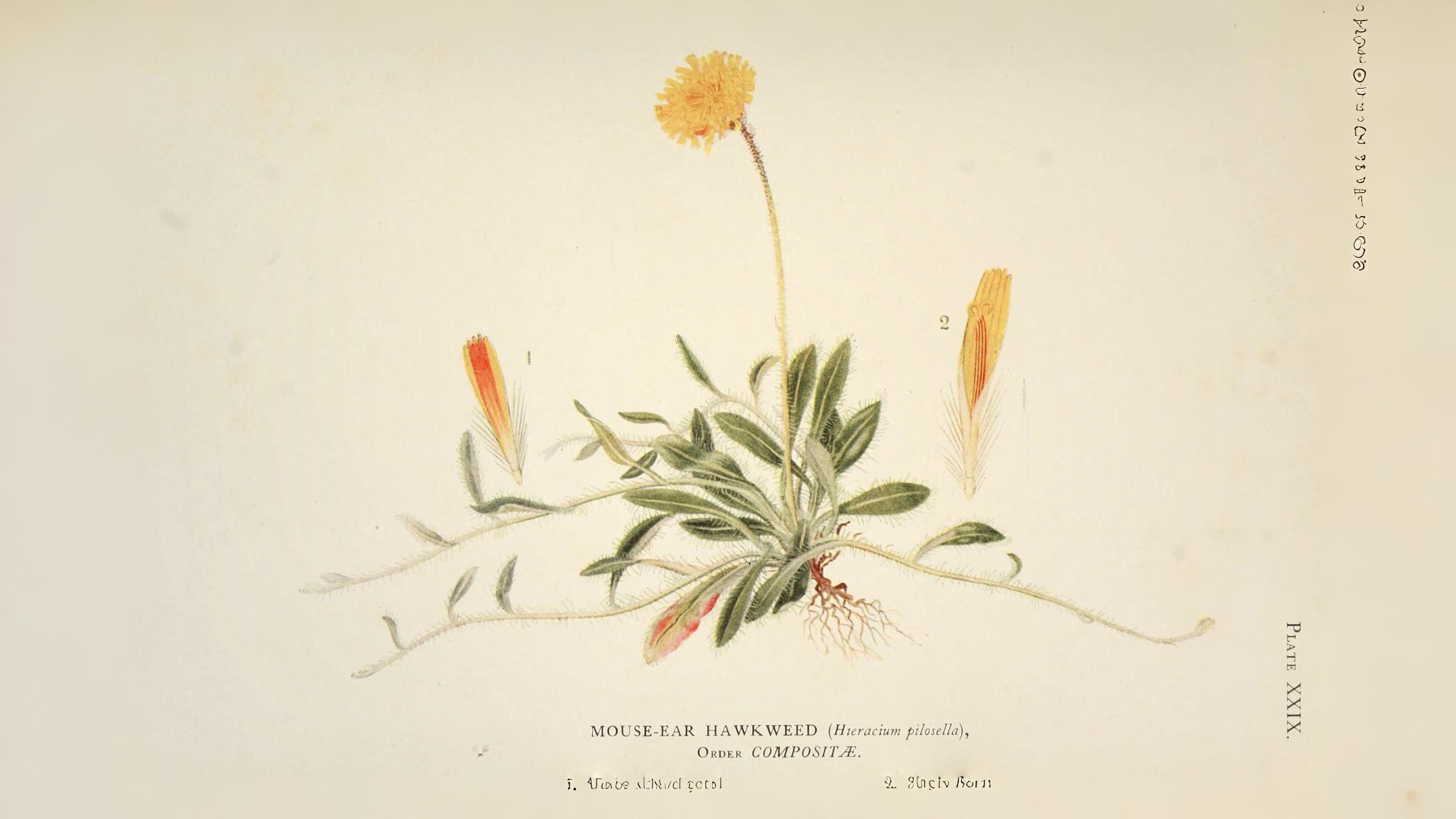 10-Apr Hemlock Horrors & Daisy Deceits: London's Toxic Blooms Section Image