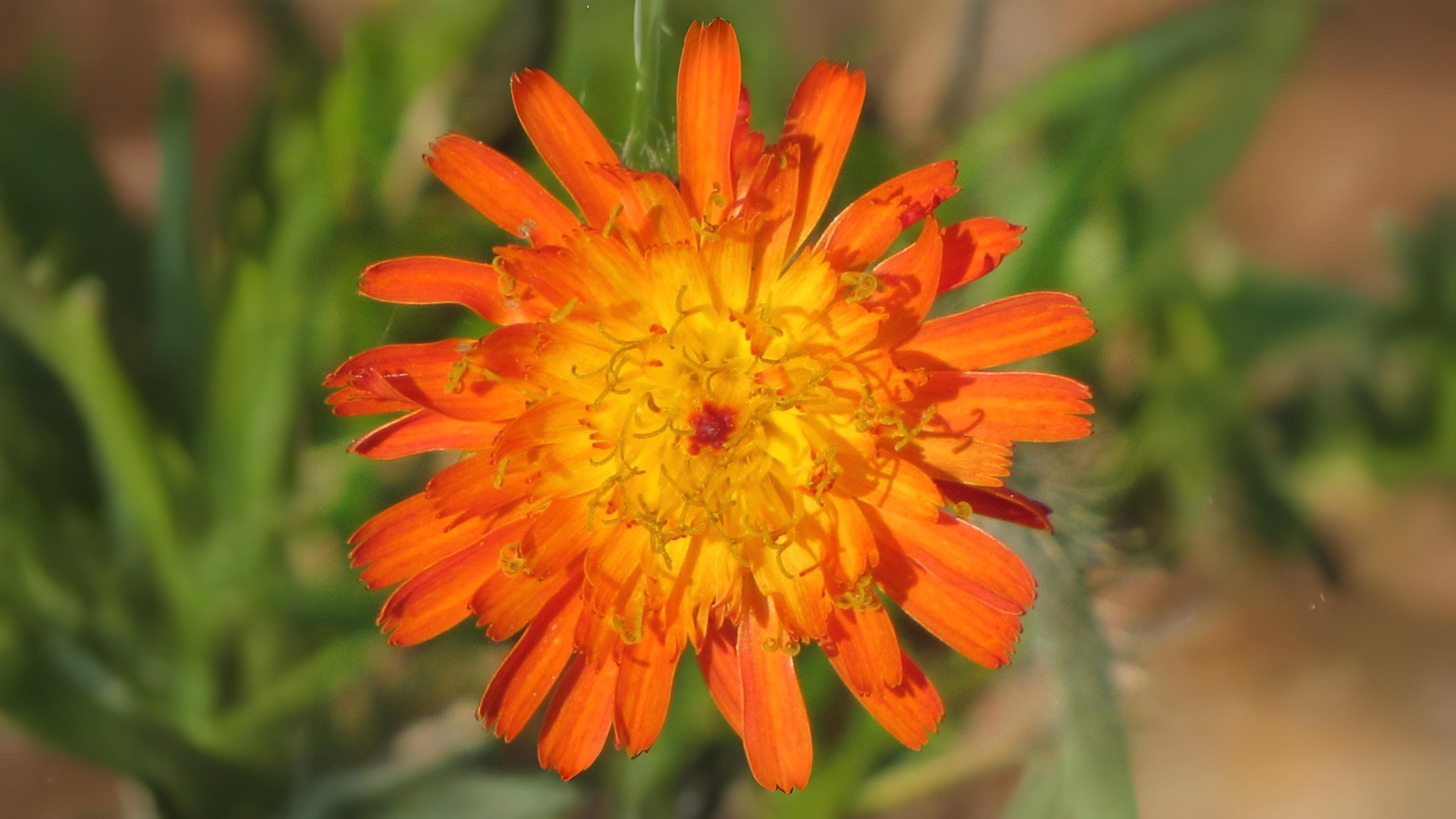 10-Apr Hemlock Horrors & Daisy Deceits: London's Toxic Blooms Section Image
