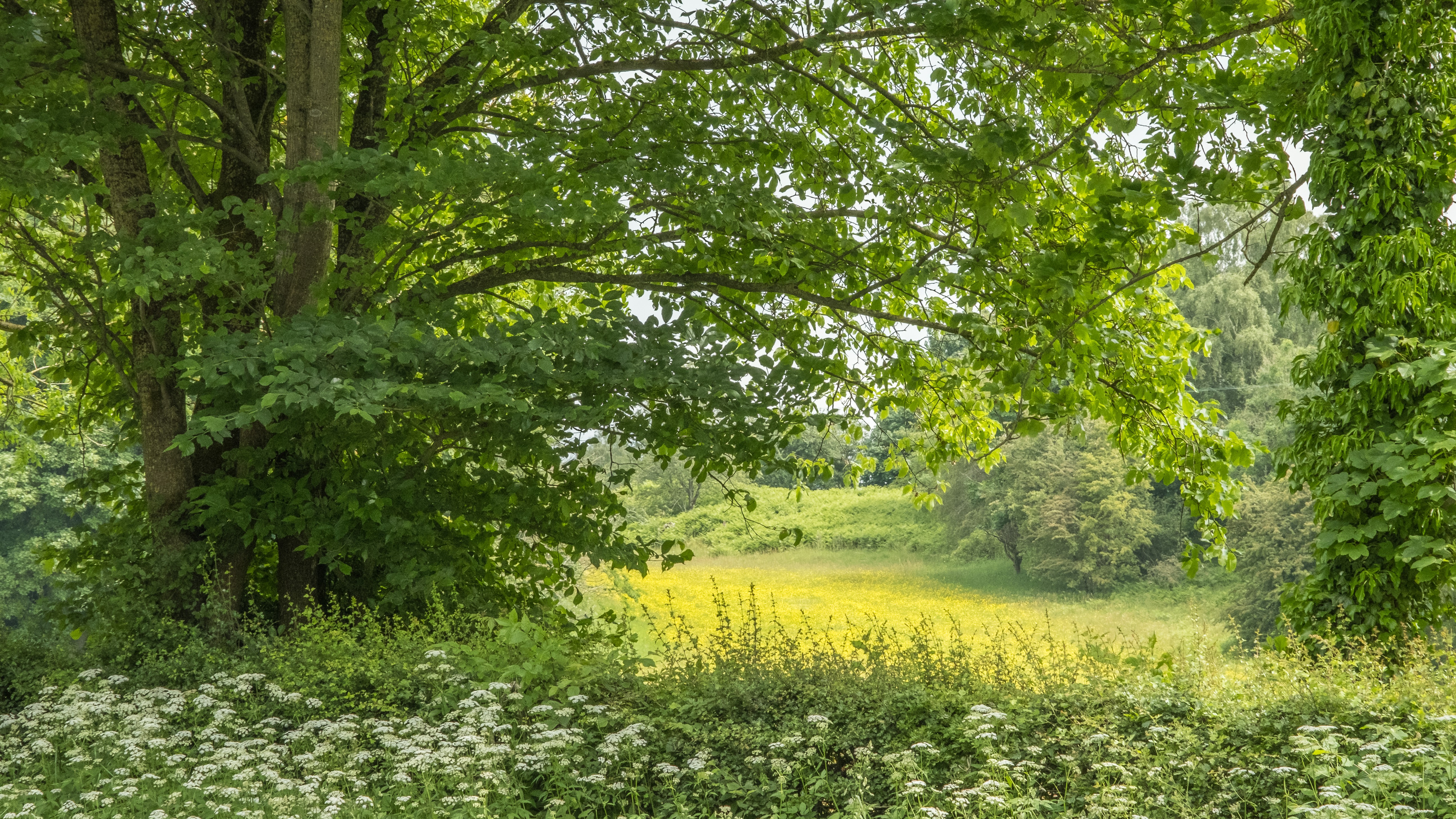 10-Apr Hemlock Horrors & Daisy Deceits: London's Toxic Blooms Section Image