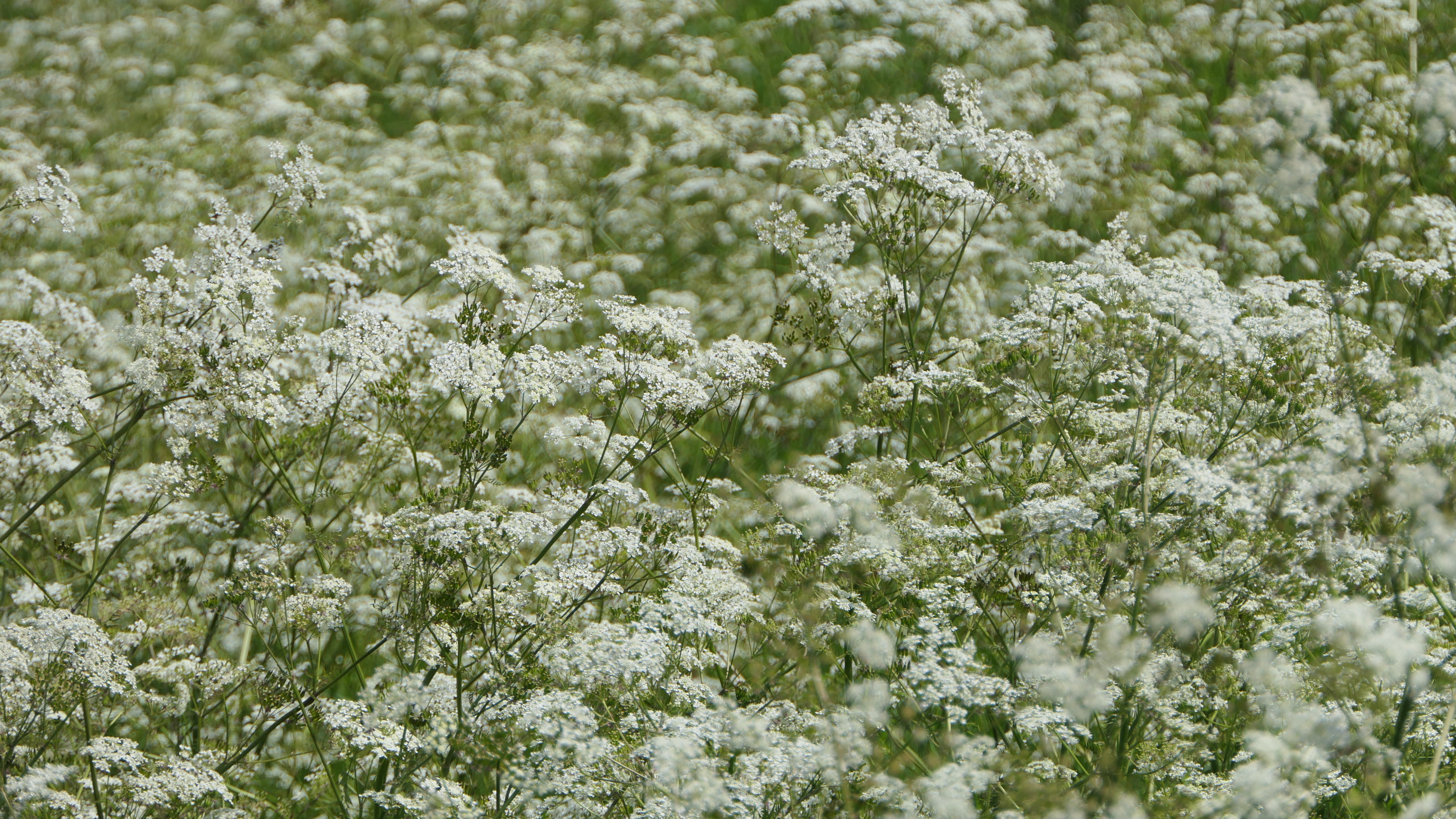 10-Apr Hemlock Horrors & Daisy Deceits: London's Toxic Blooms Section Image
