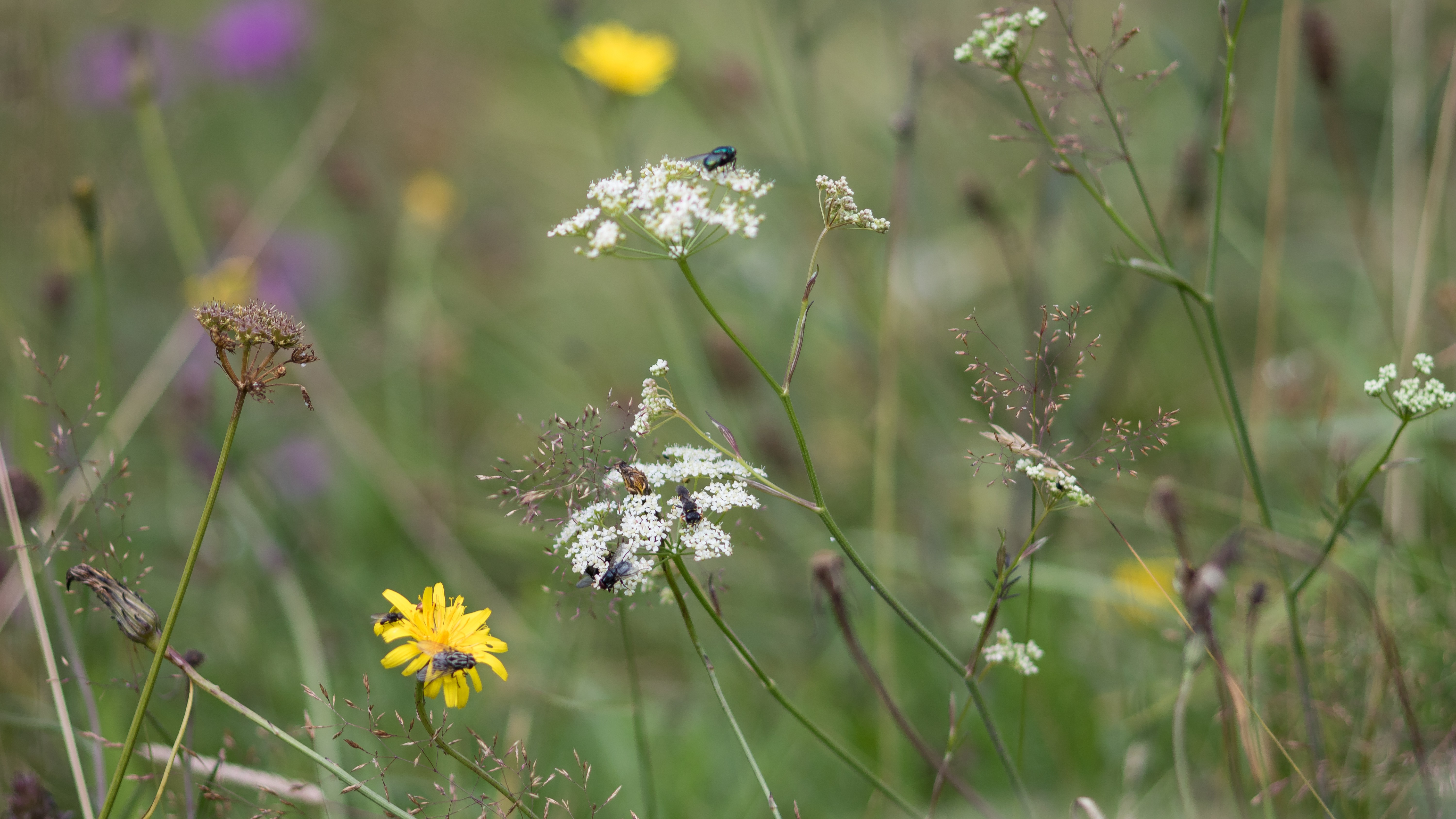 10-Apr Hemlock Horrors & Daisy Deceits: London's Toxic Blooms Section Image