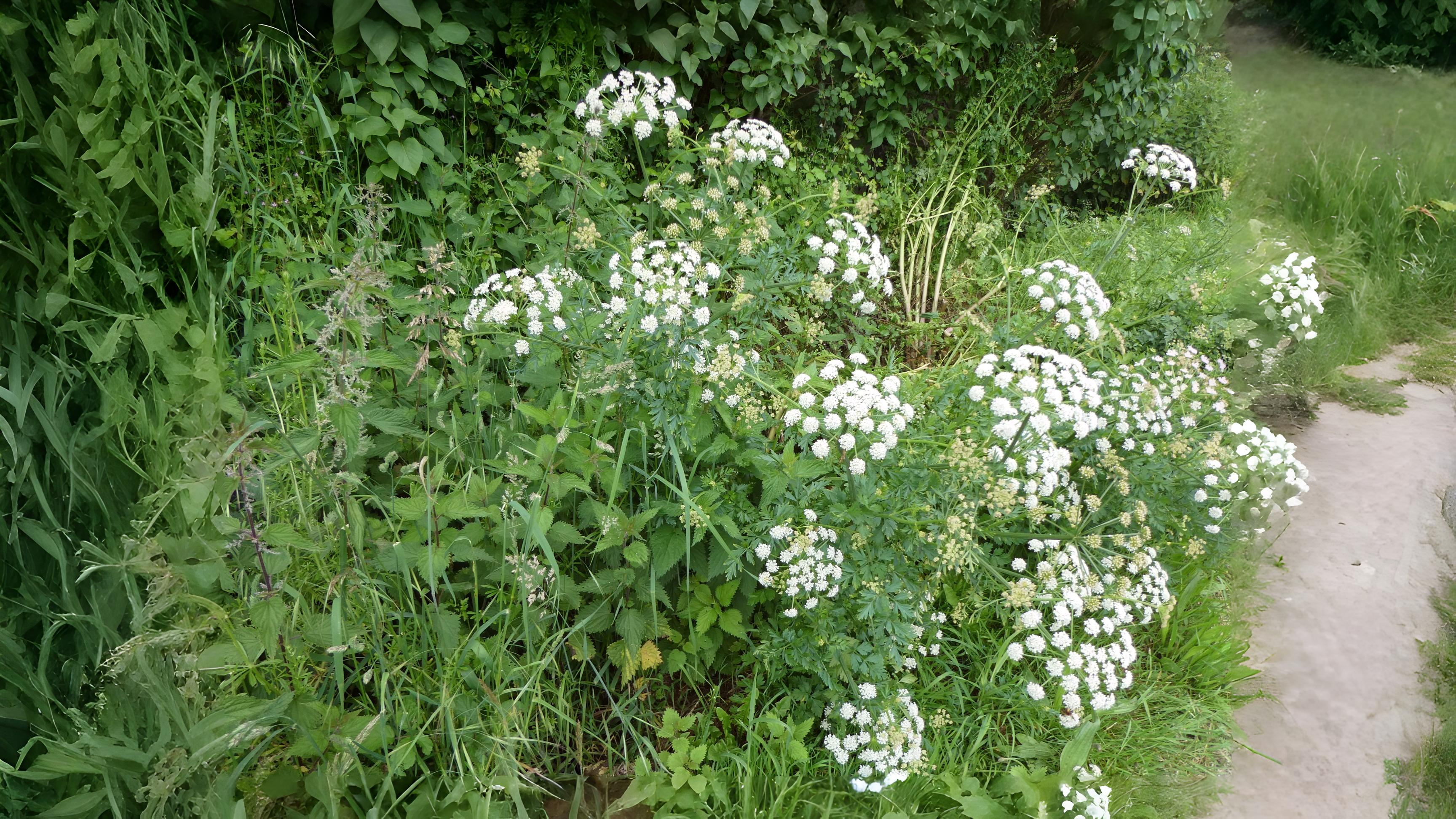 10-Apr Hemlock Horrors & Daisy Deceits: London's Toxic Blooms Section Image