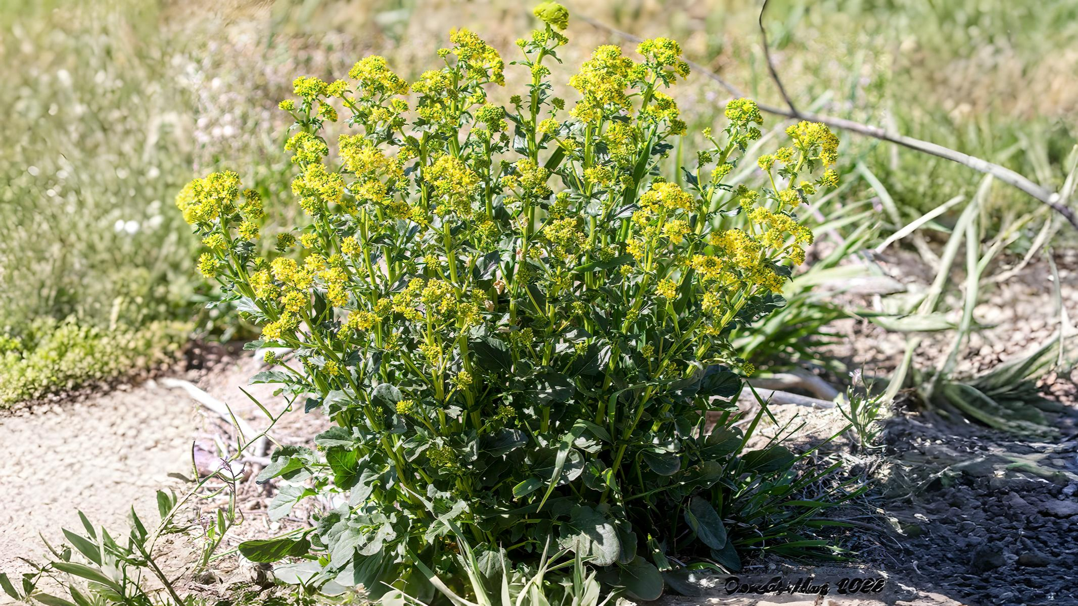 11-May Famine Flowers & Lamb's Toes Section Image