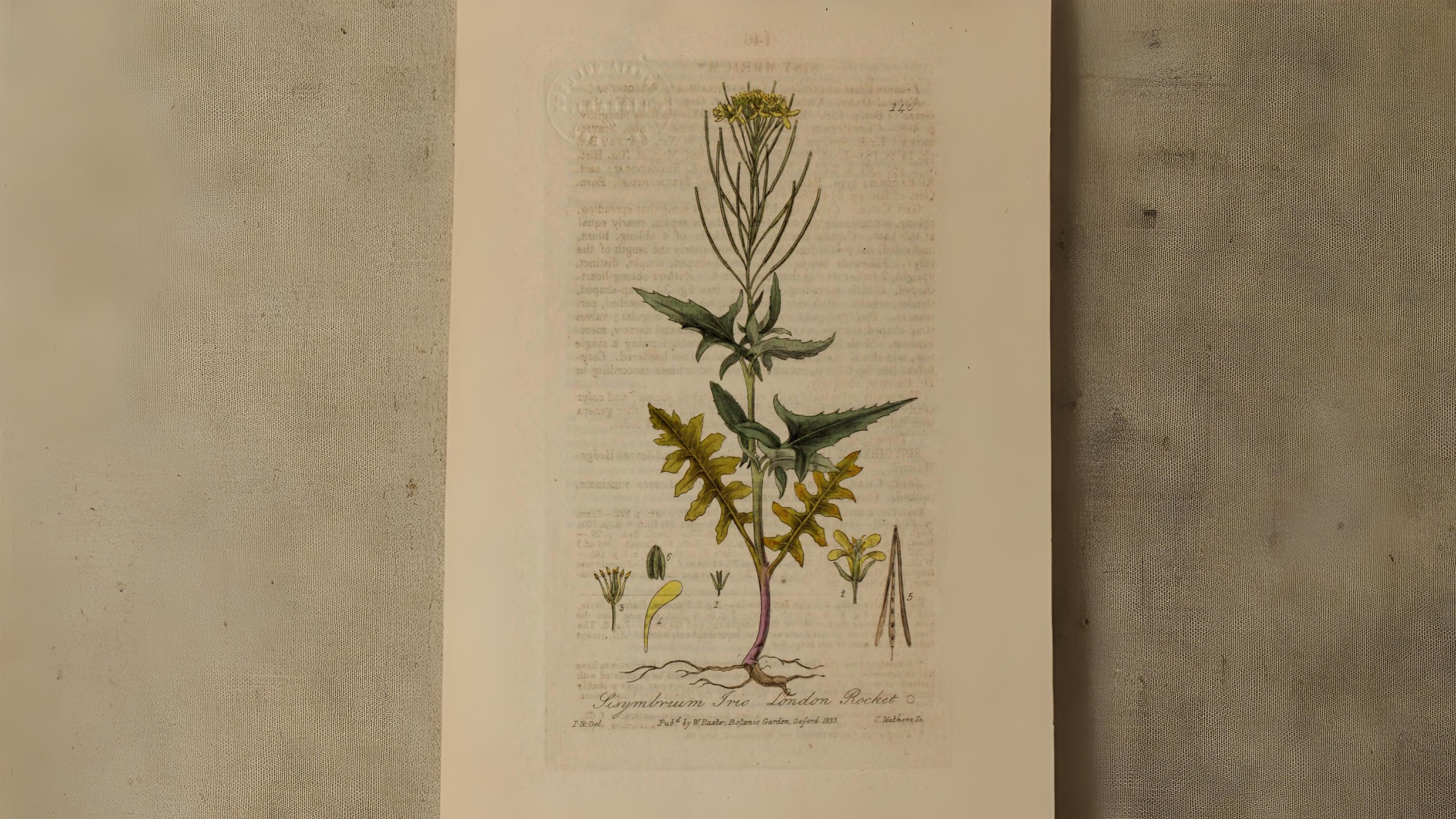 11-May Famine Flowers & Lamb's Toes Section Image