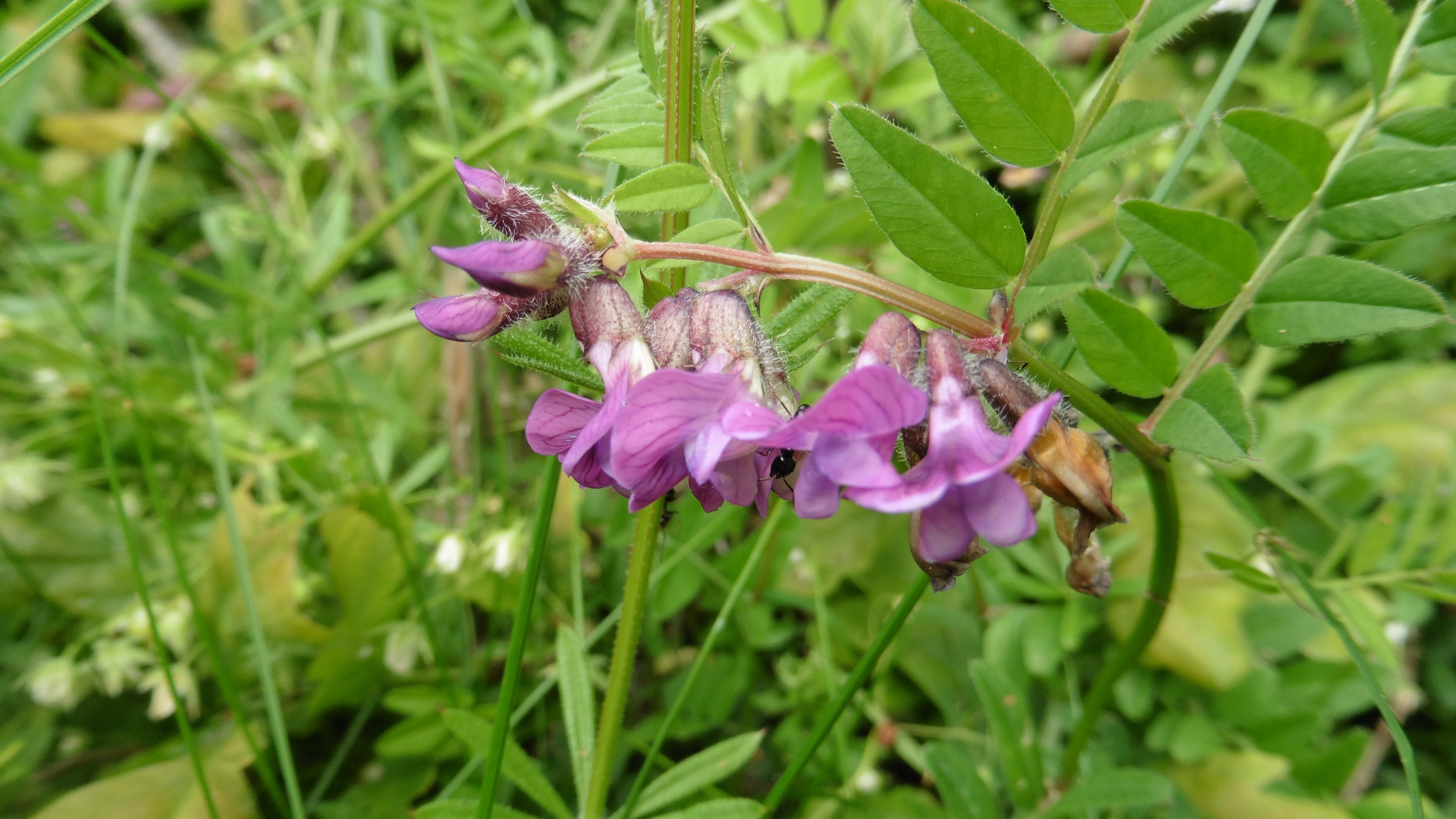 11-May Famine Flowers & Lamb's Toes Section Image