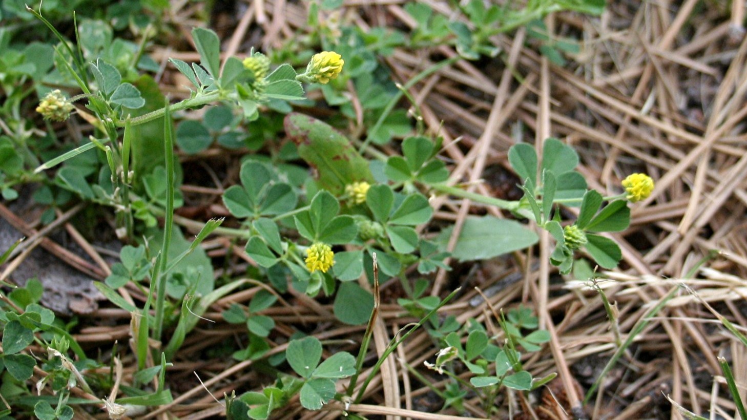11-May Famine Flowers & Lamb's Toes Section Image