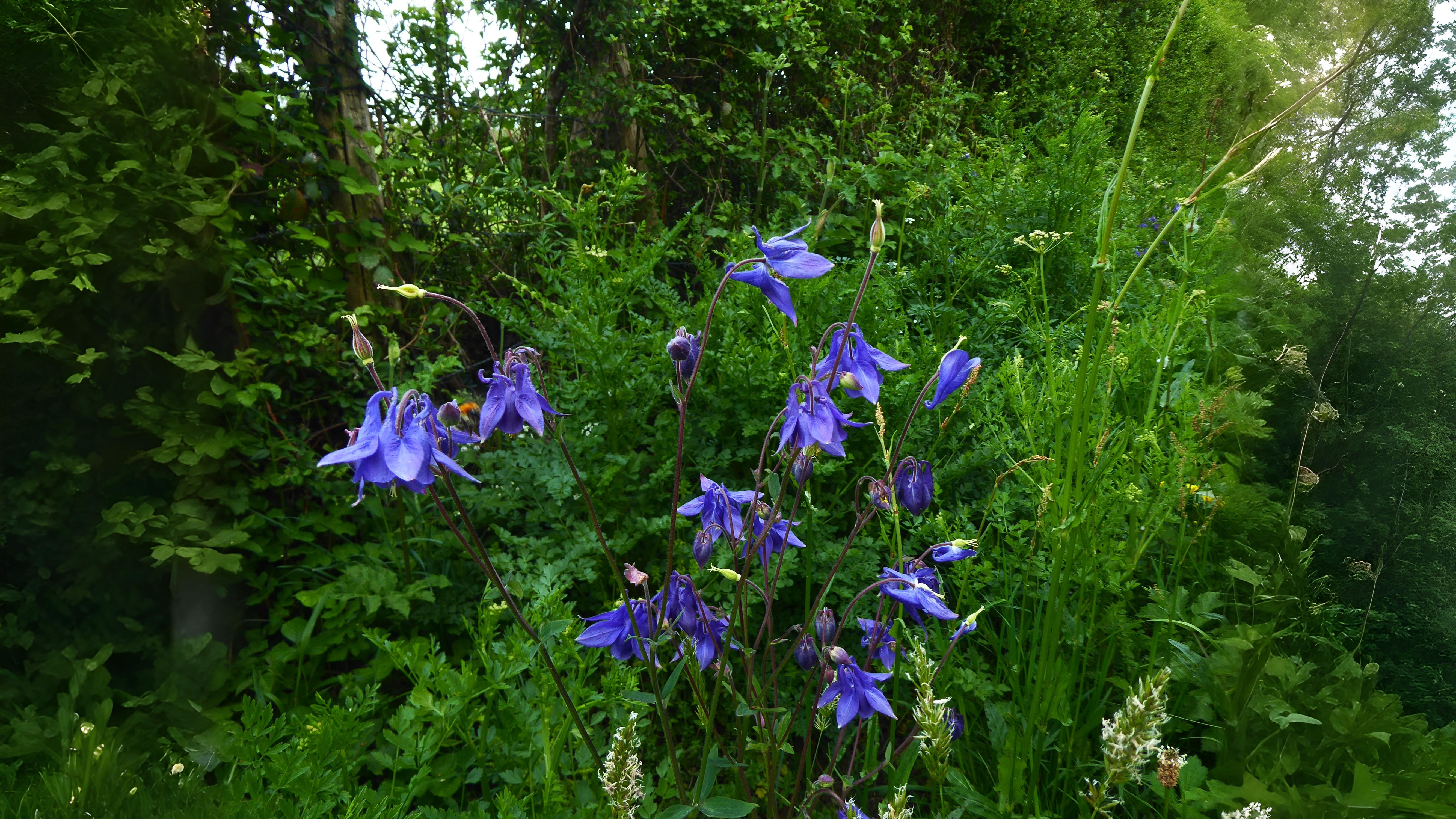 12-May London’s Vanishing Wildflowers Section Image