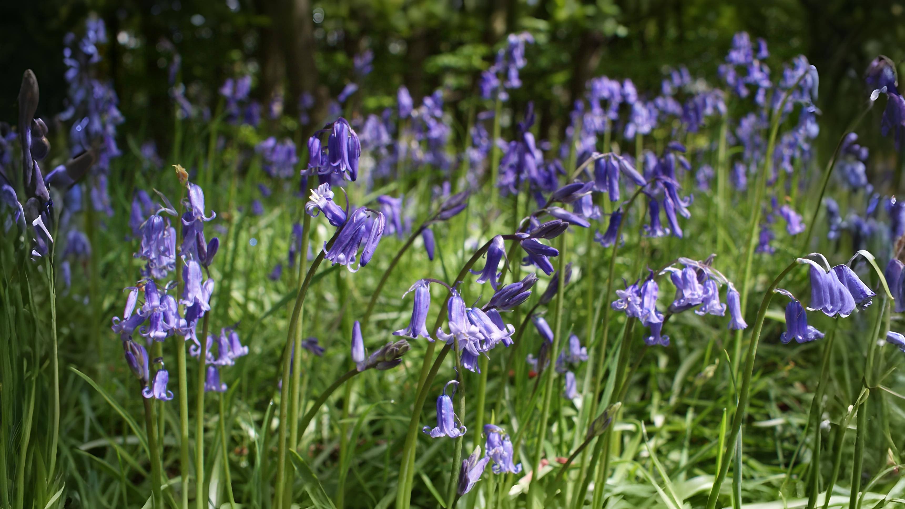 12-May London’s Vanishing Wildflowers Section Image