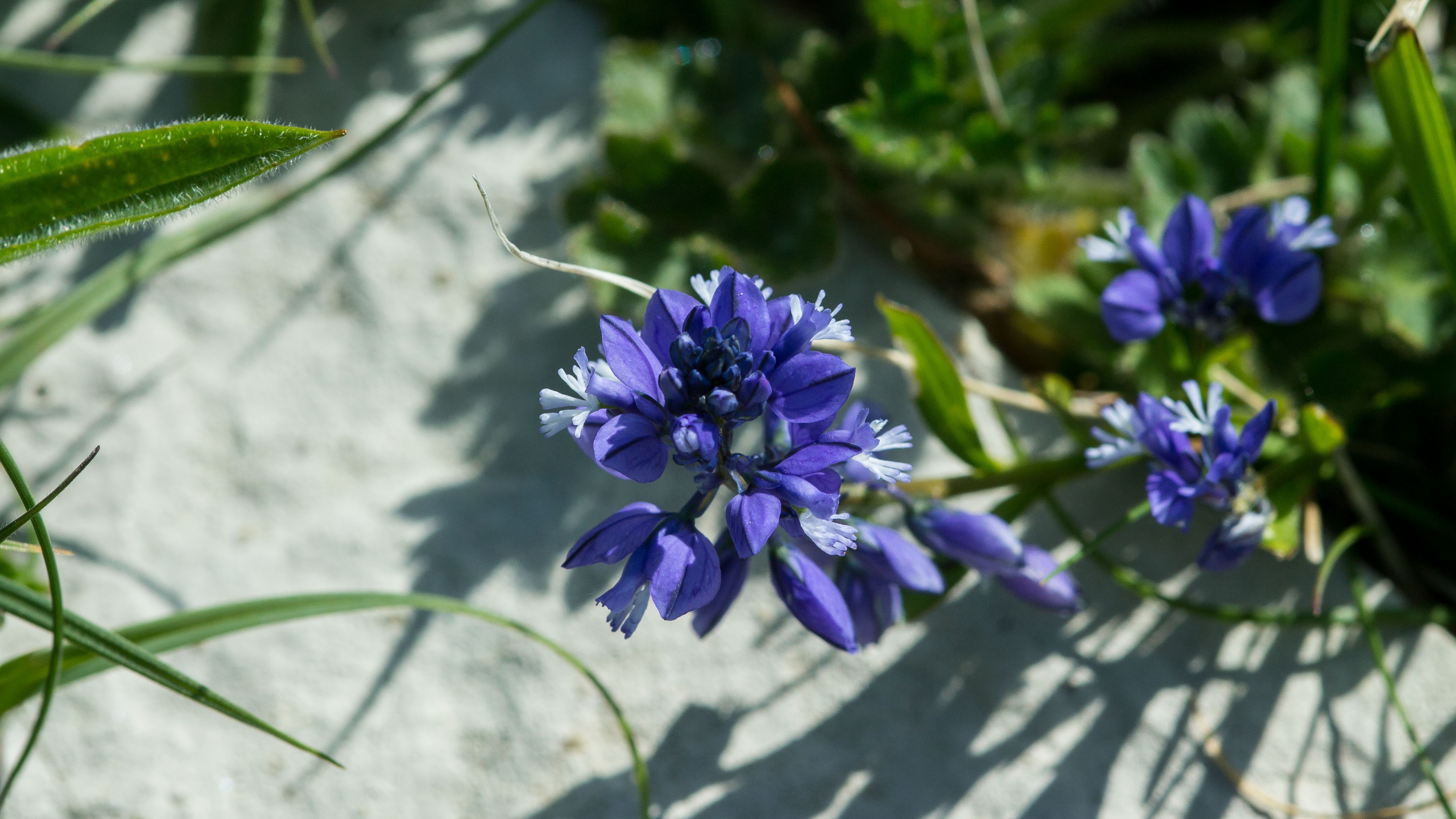 13-May London’s Chalkland Wildflowers Section Image