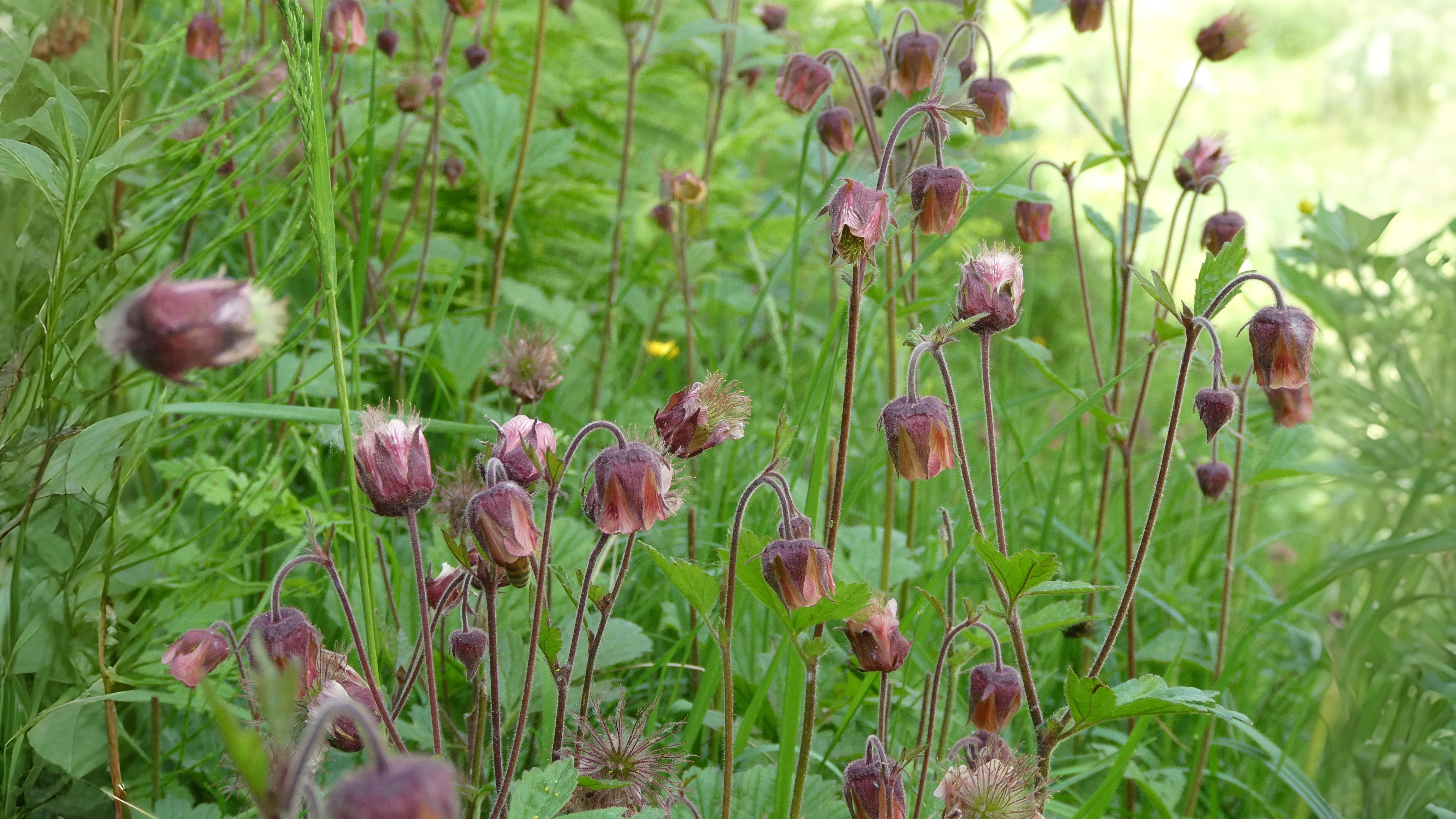 14-May London’s Last Wild Edges Section Image