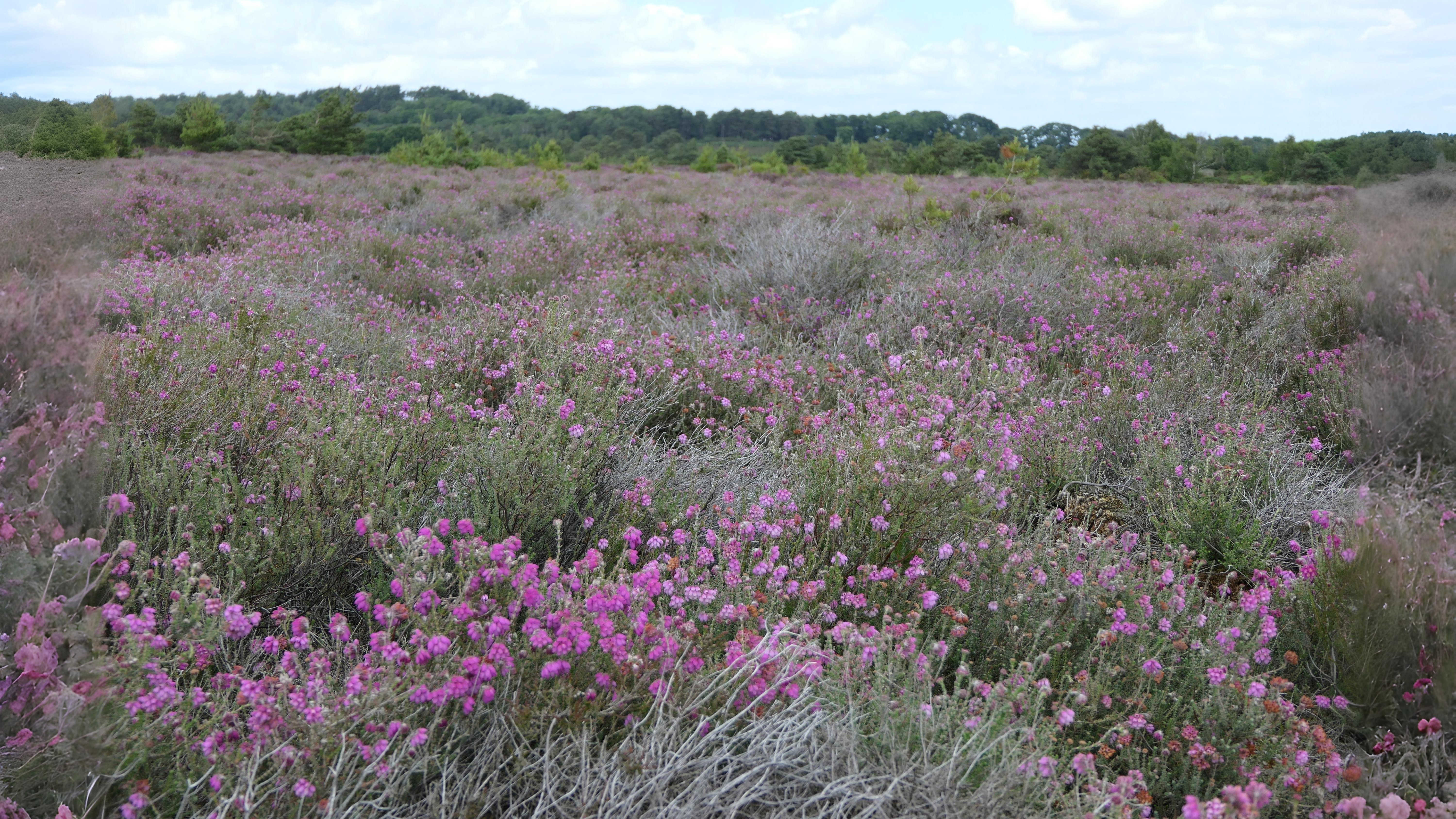 14-May London’s Last Wild Edges Section Image
