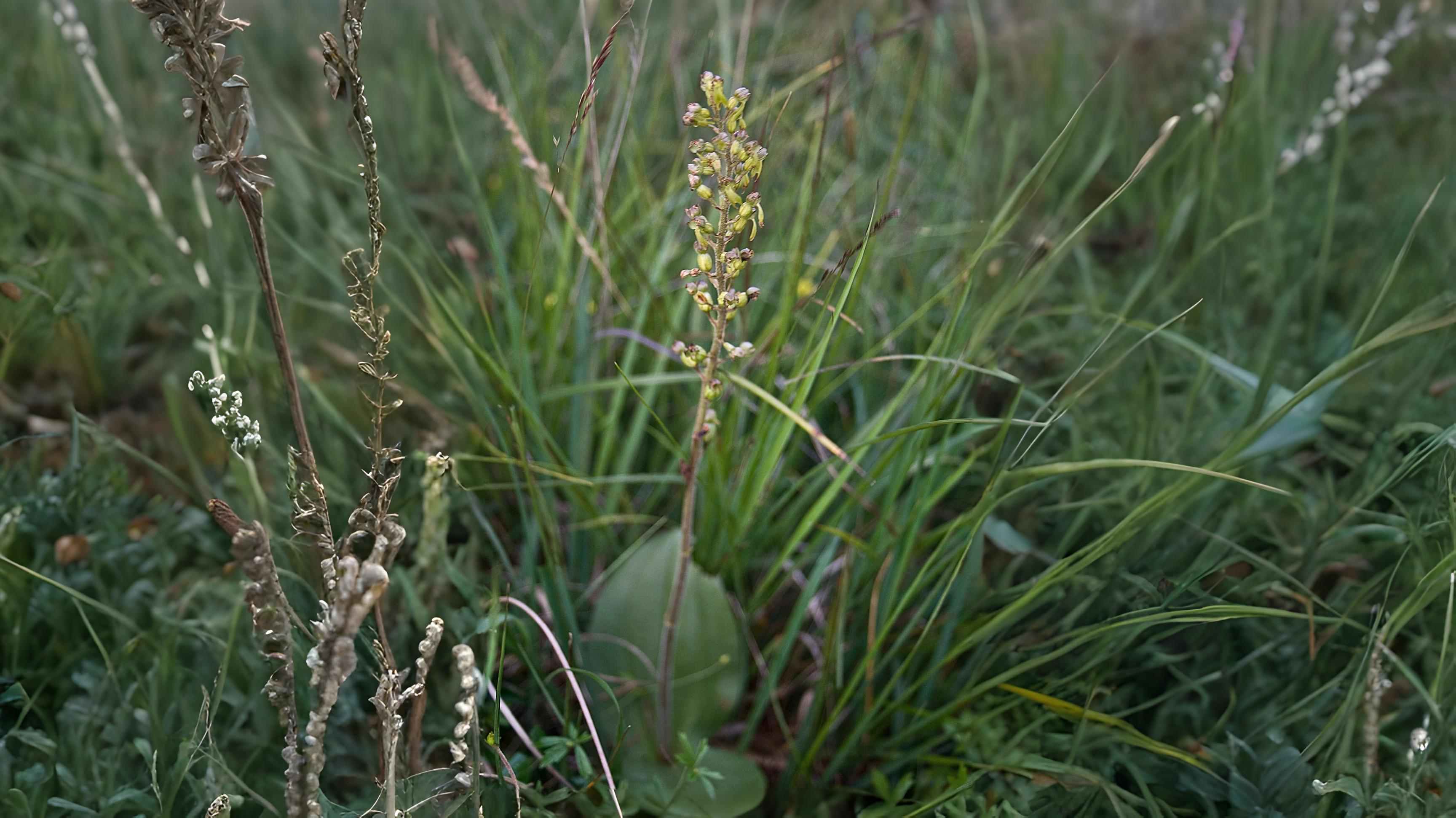 15-May London’s Vanishing Orchids Section Image