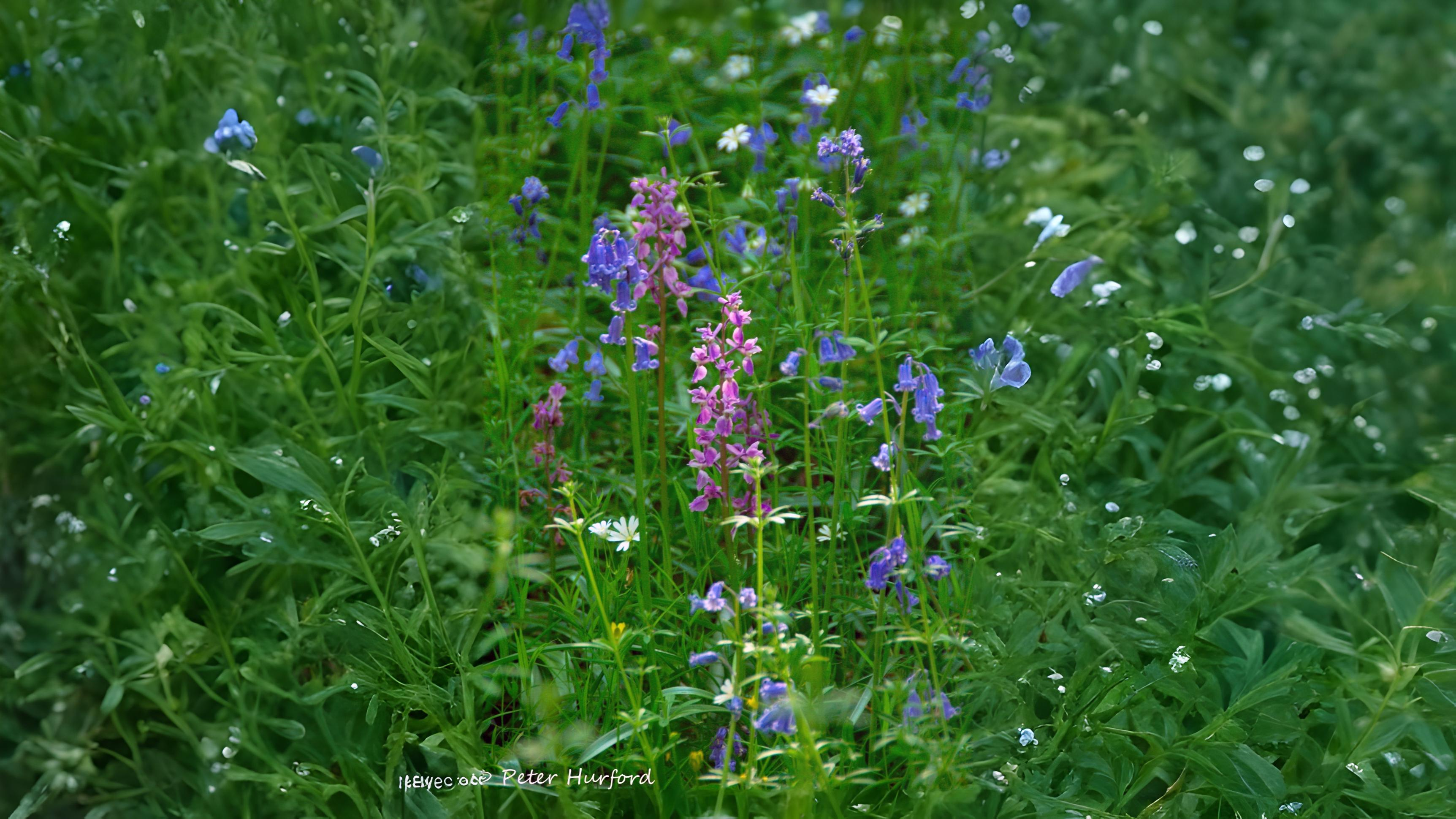 15-May London’s Vanishing Orchids Section Image