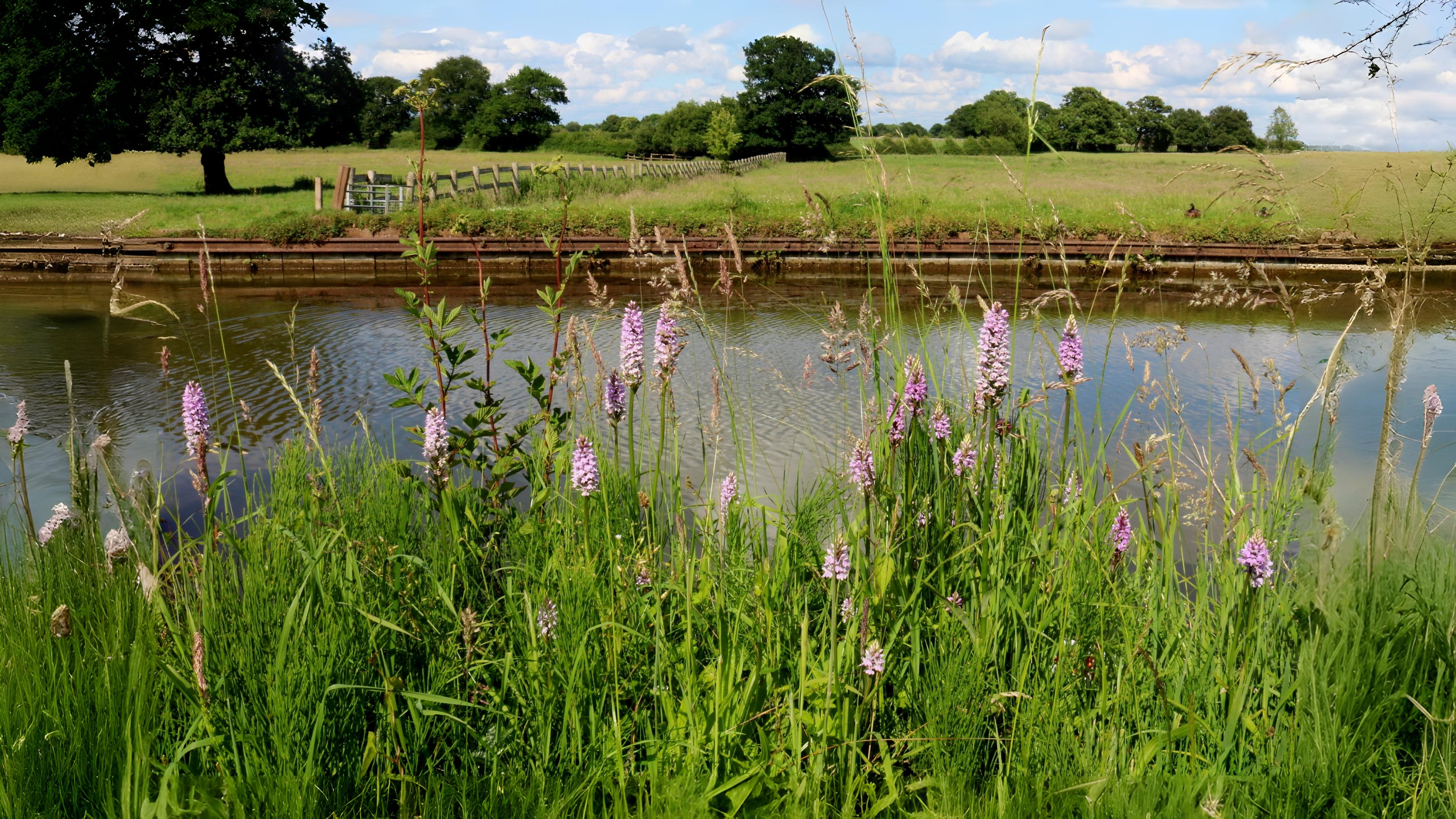 15-May London’s Vanishing Orchids Section Image