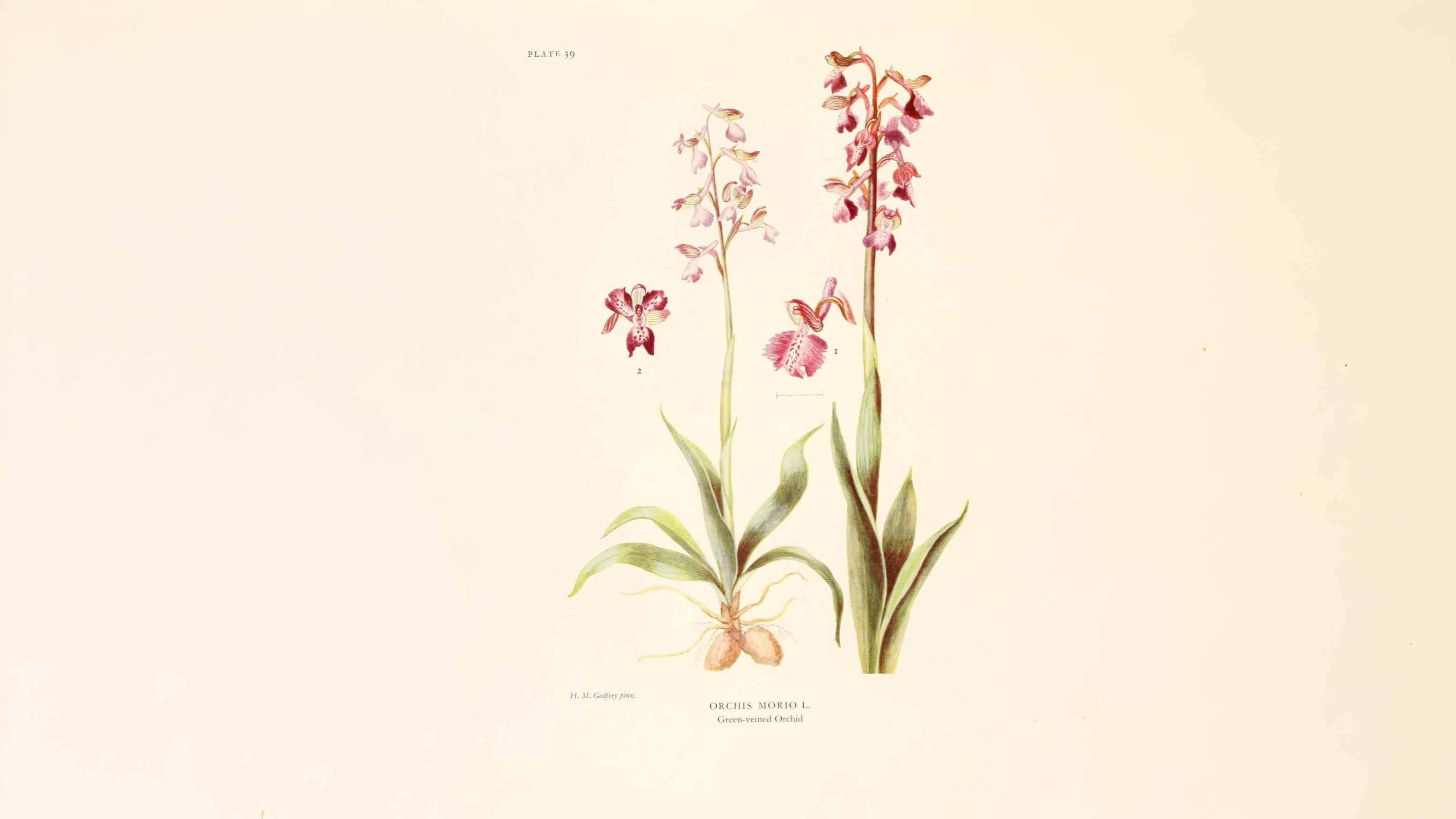 15-May London’s Vanishing Orchids Section Image