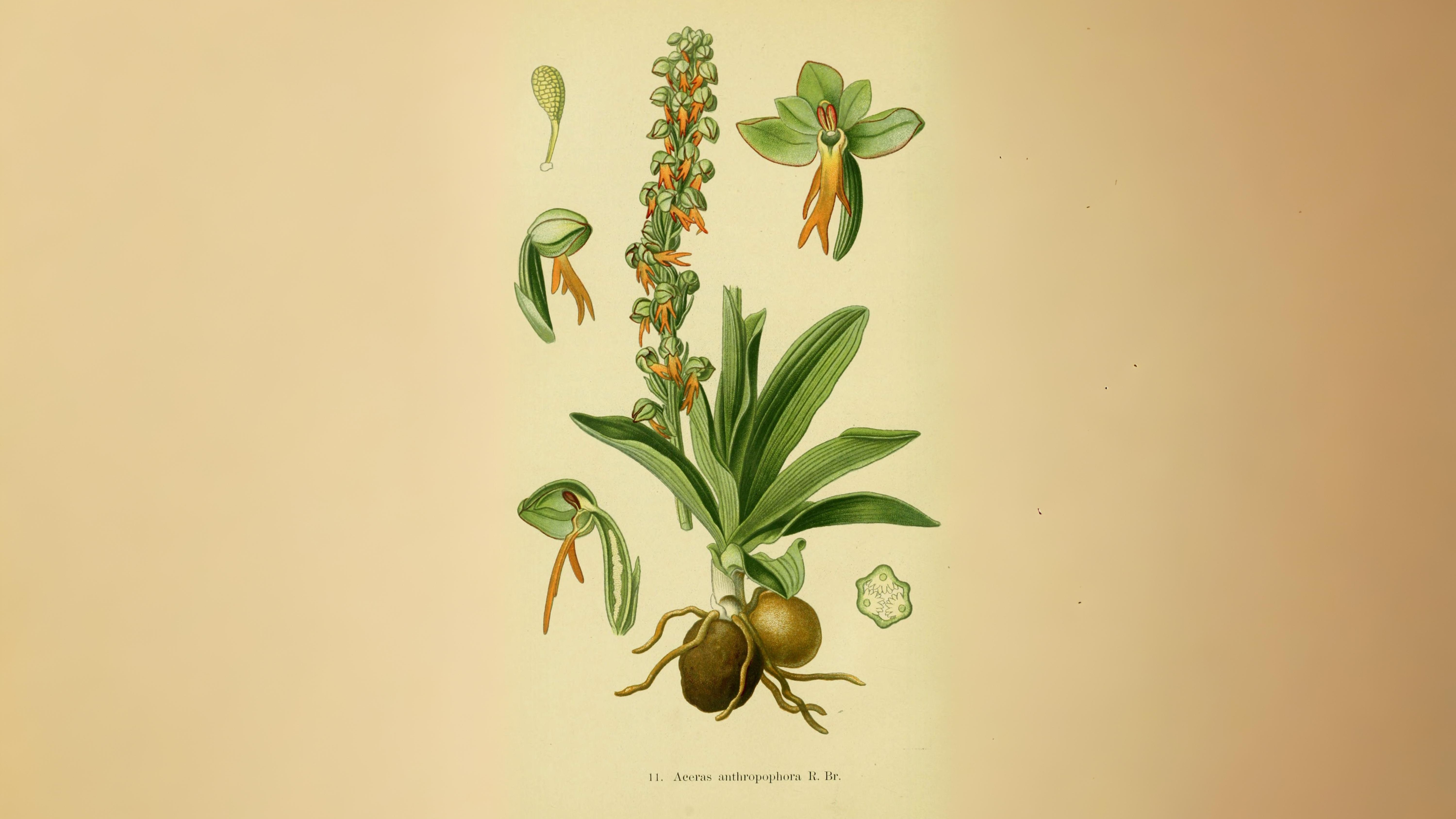 15-May London’s Vanishing Orchids Section Image