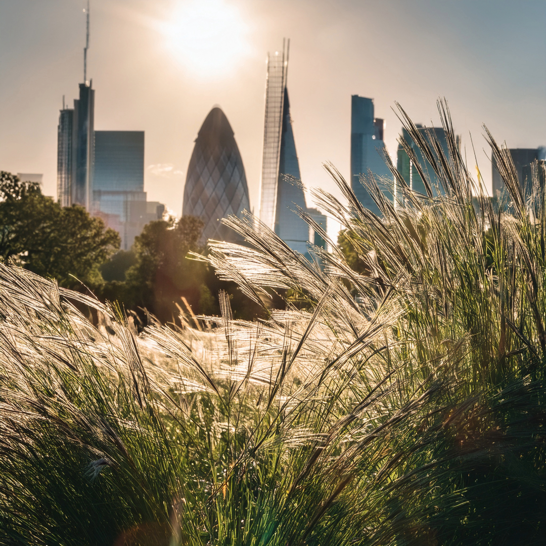 16-May London’s Secret Grasses